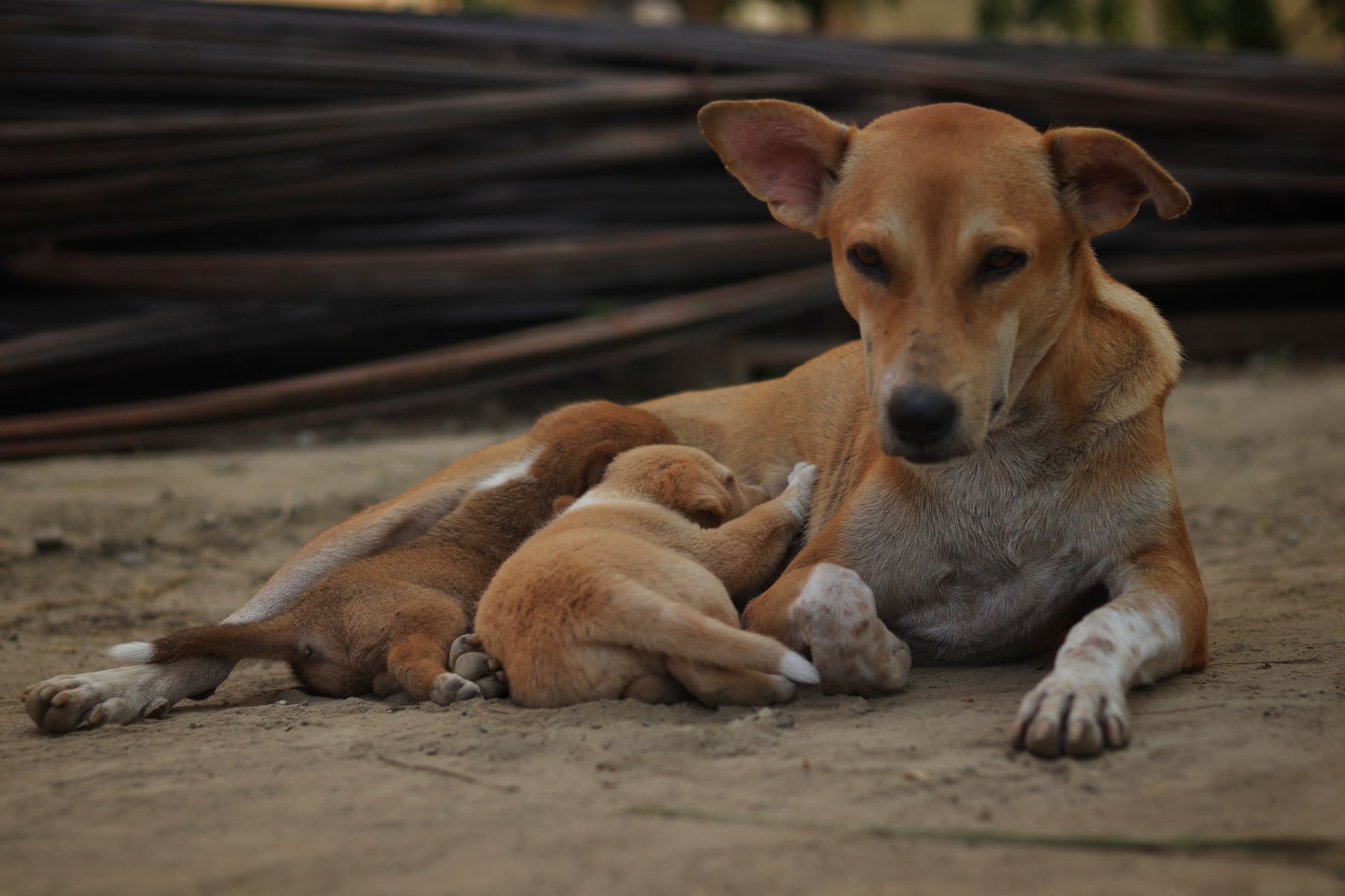 Köpeklerde Bulaşıcı Hastalıklar: Solunum Enfeksiyonları, Grip ve Leptospiroz