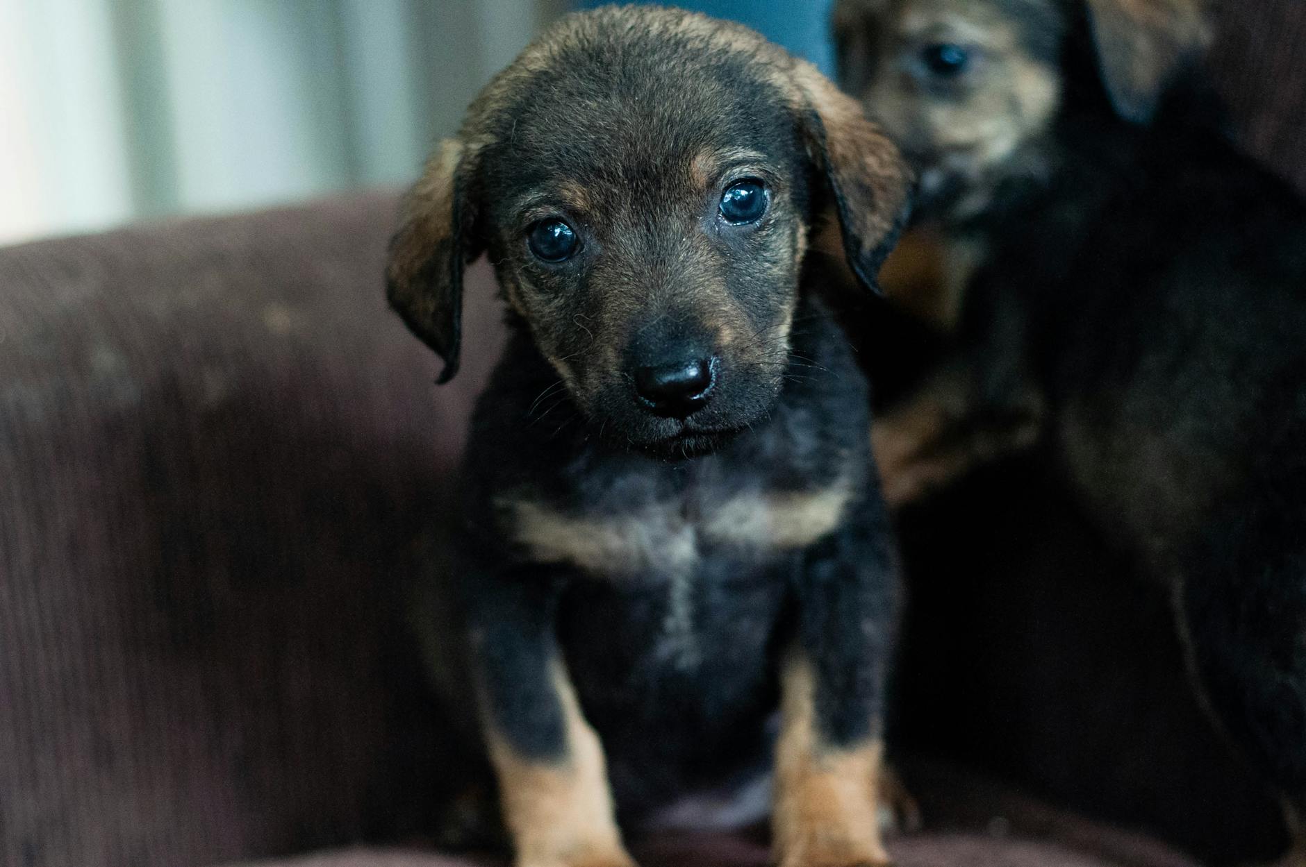 Köpeklerde Bulaşıcı Hastalıklar: Solunum Enfeksiyonları, Grip ve Leptospiroz