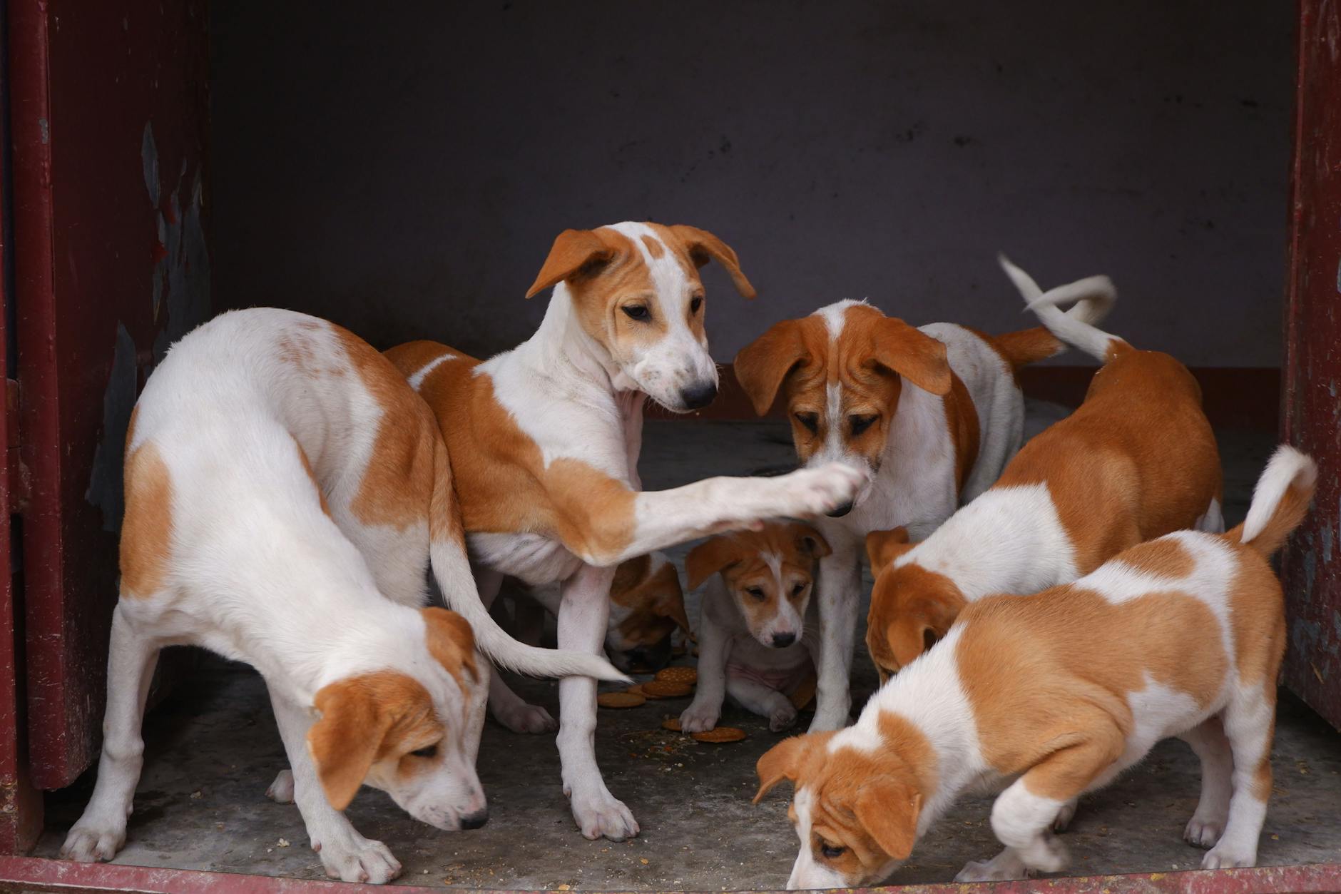 Köpeklerde Bulaşıcı Hastalıklar: Solunum Enfeksiyonları, Grip ve Leptospiroz