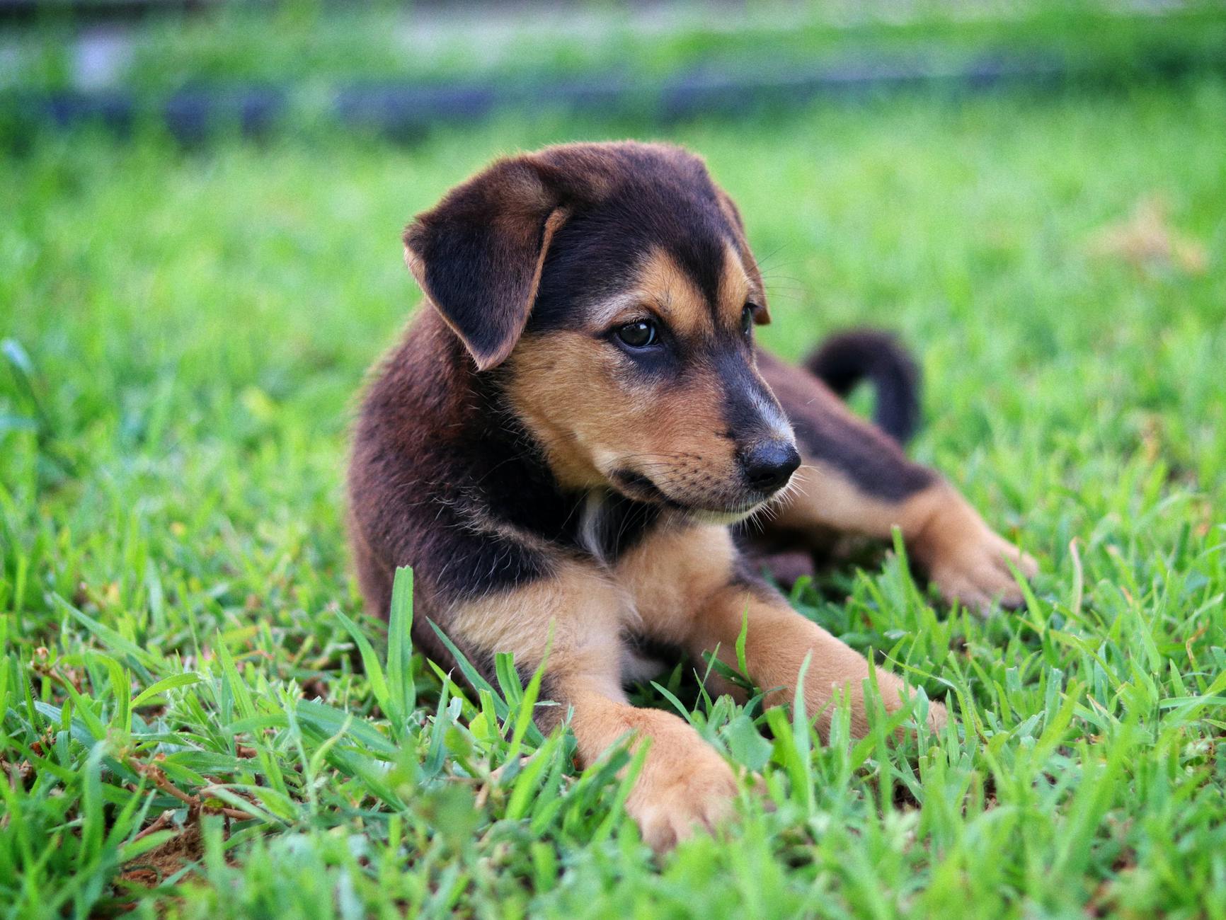 Köpekte Çiğ Beslenme (BARF): Faydalar ve Riskler