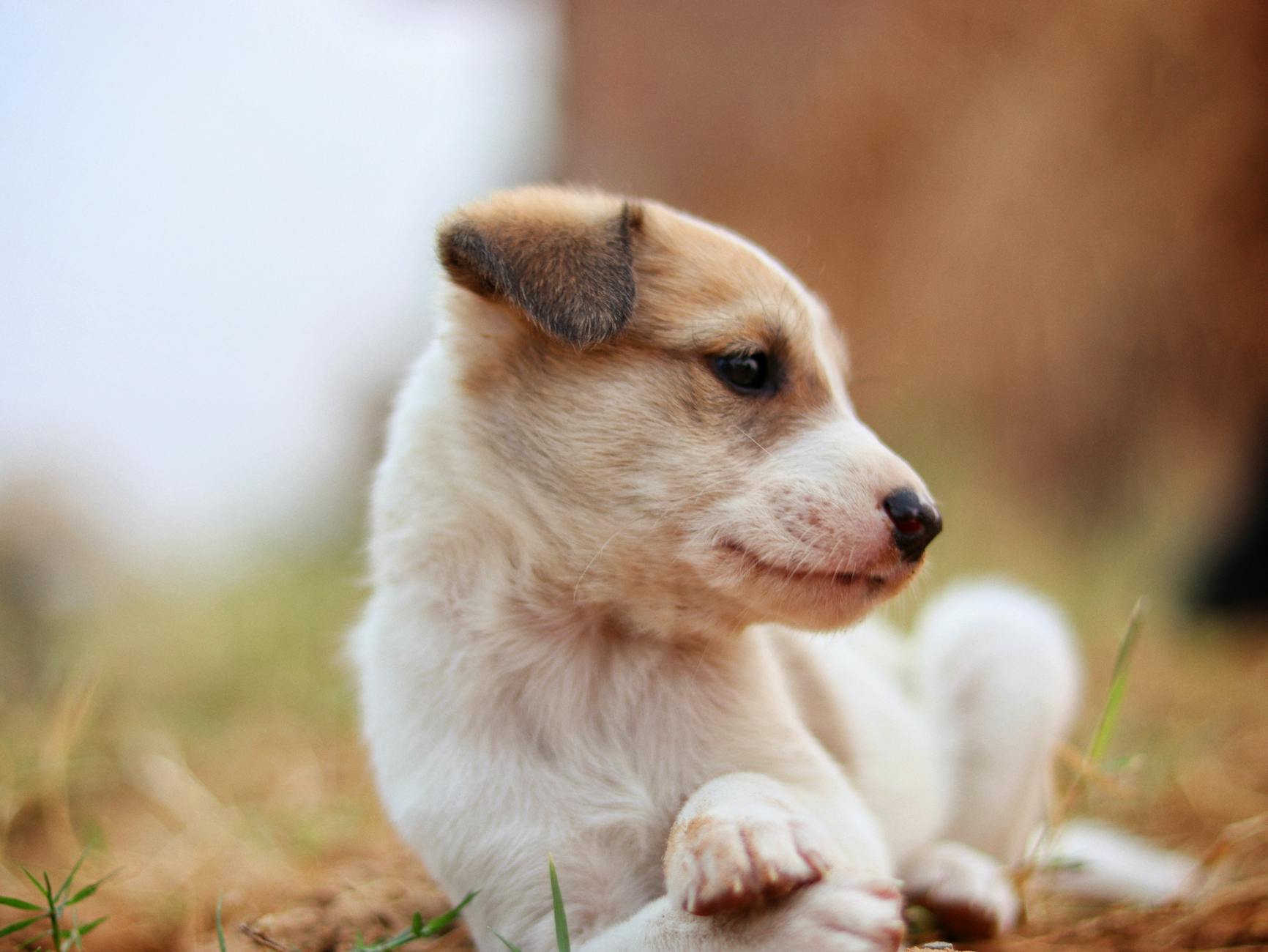 Köpekte Çiğ Beslenme (BARF): Faydalar ve Riskler