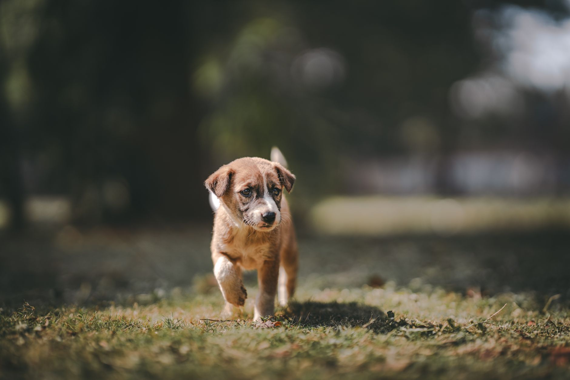 Köpekte Çiğ Beslenme (BARF): Faydalar ve Riskler