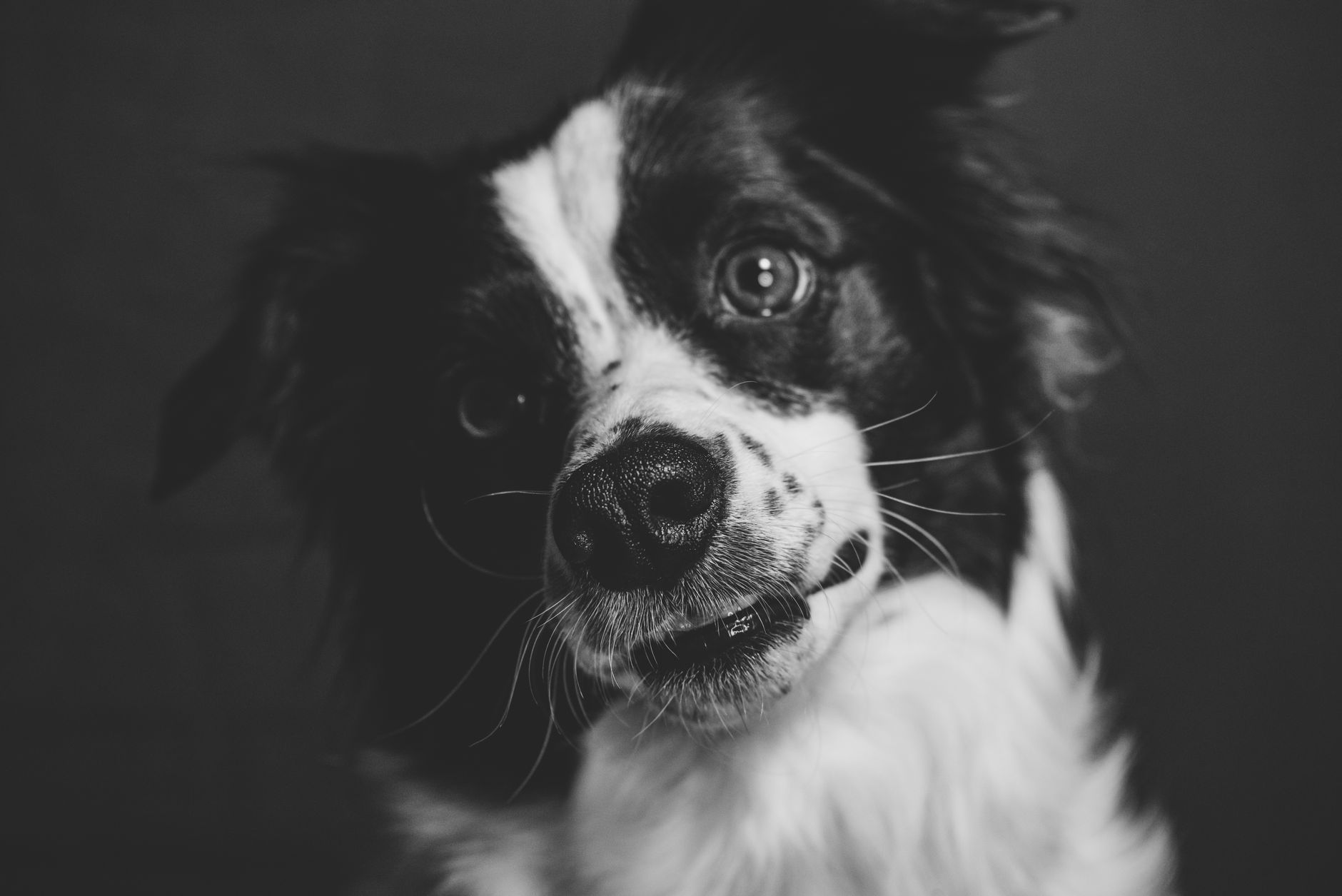 Köpekte CPR ve Suni Solunum: Kalp Masajı
