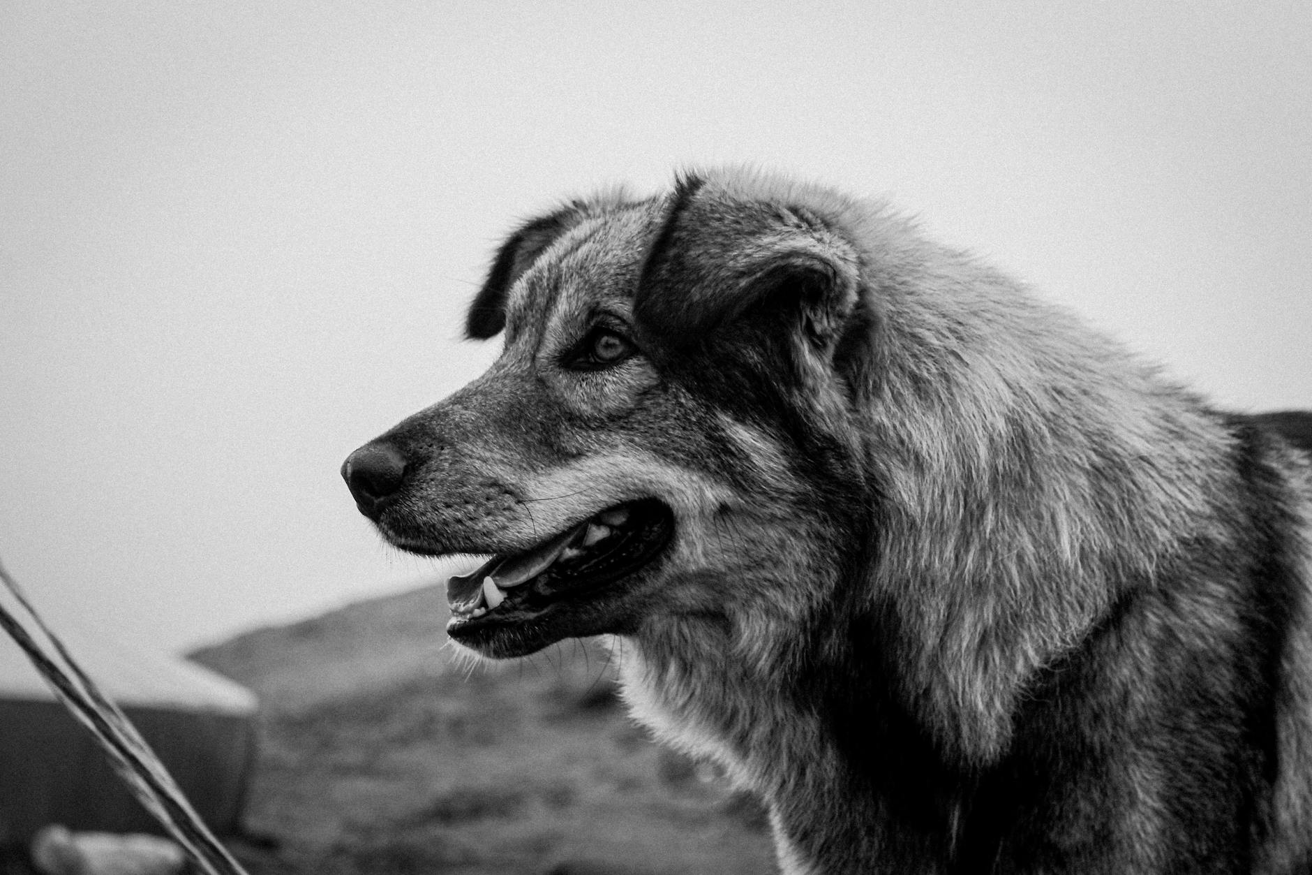 Köpekte CPR ve Suni Solunum: Kalp Masajı