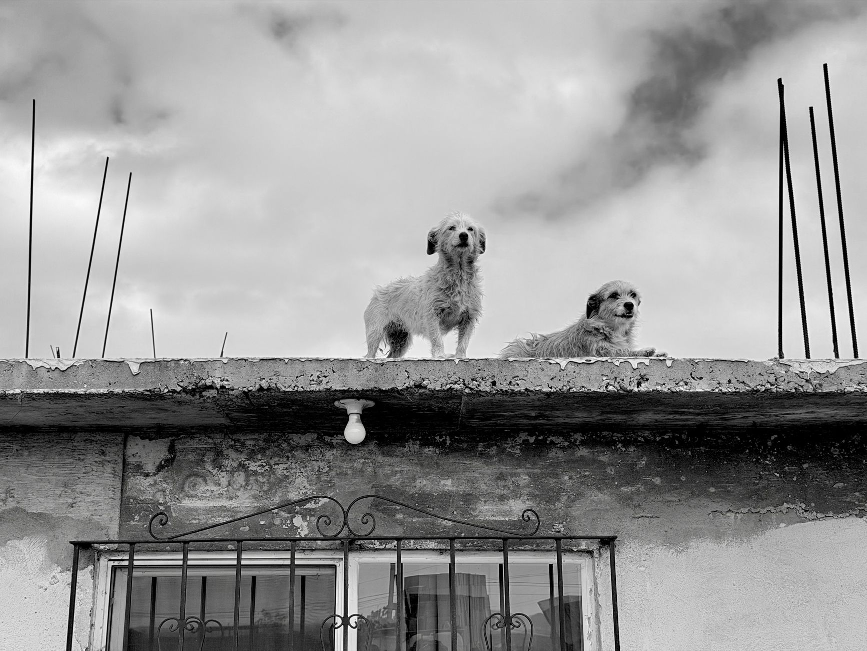 Köpekte CPR ve Suni Solunum: Kalp Masajı