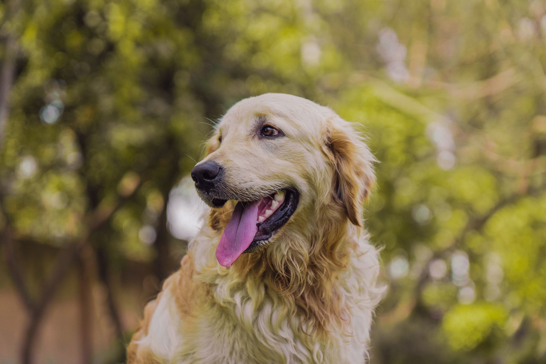 Köpekte Cushing Hastalığı: Belirti ve Yönetim