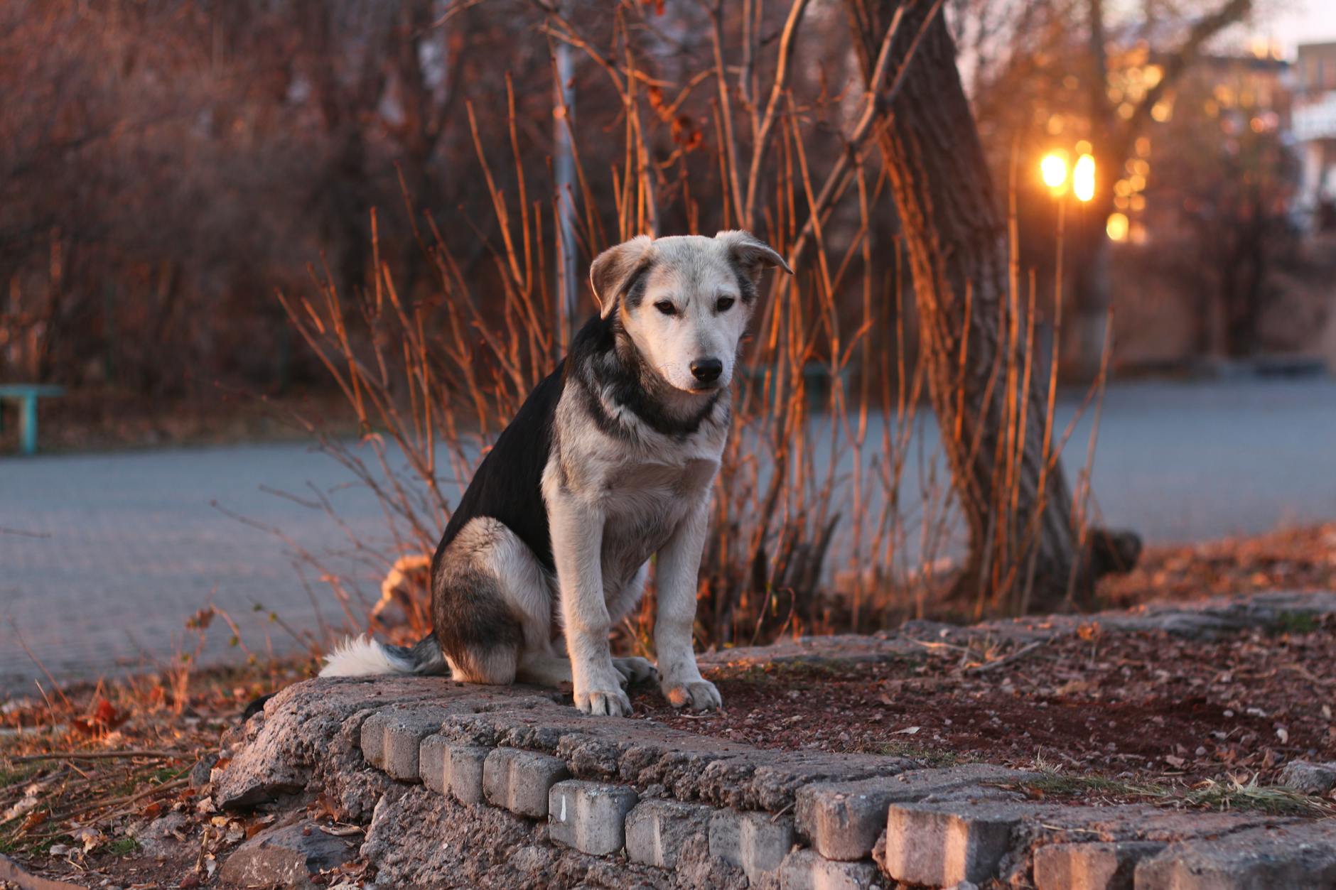 Köpekte Cushing Hastalığı: Belirti ve Yönetim