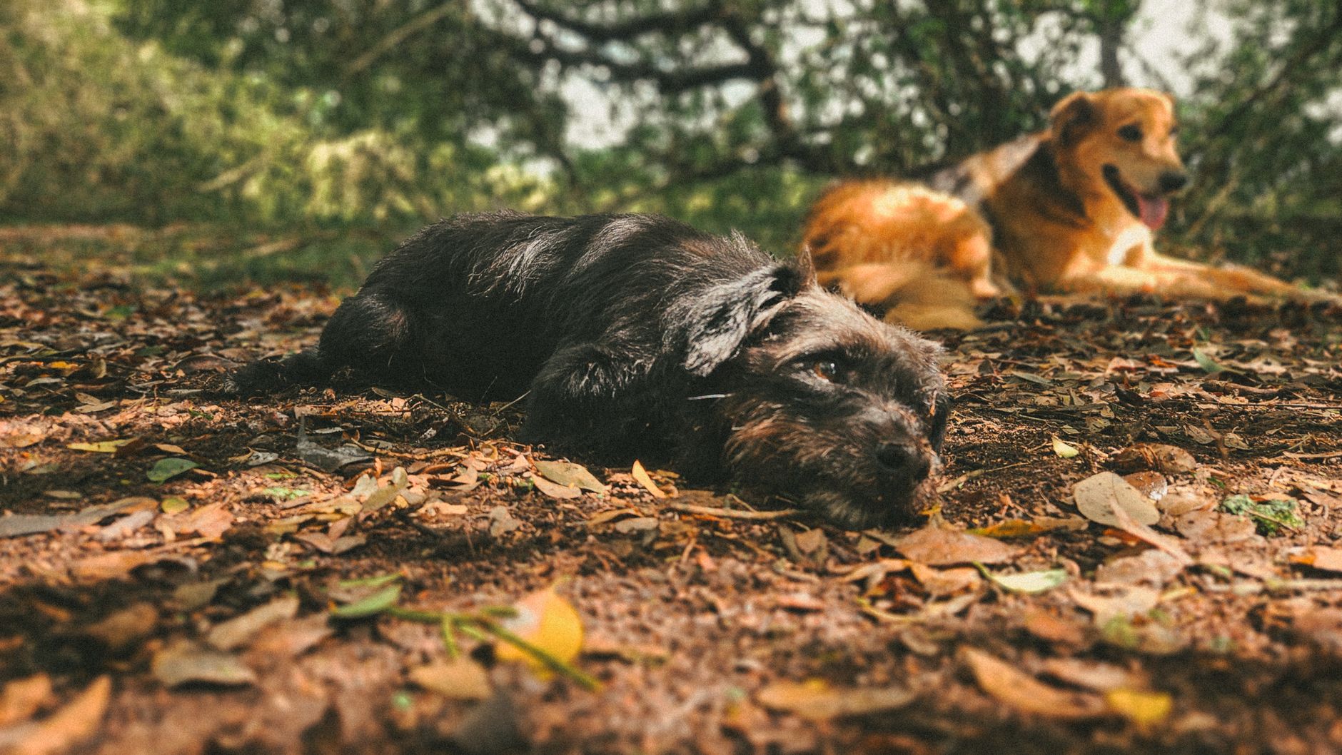 Köpekte Cushing Hastalığı: Belirti ve Yönetim