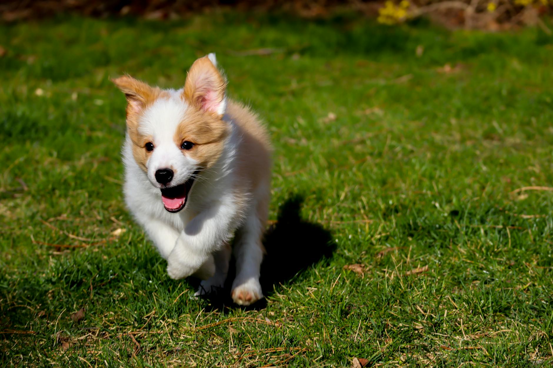 Köpekte Davranış Sorunları: Havlama, Saldırganlık ve Korku Yönetimi