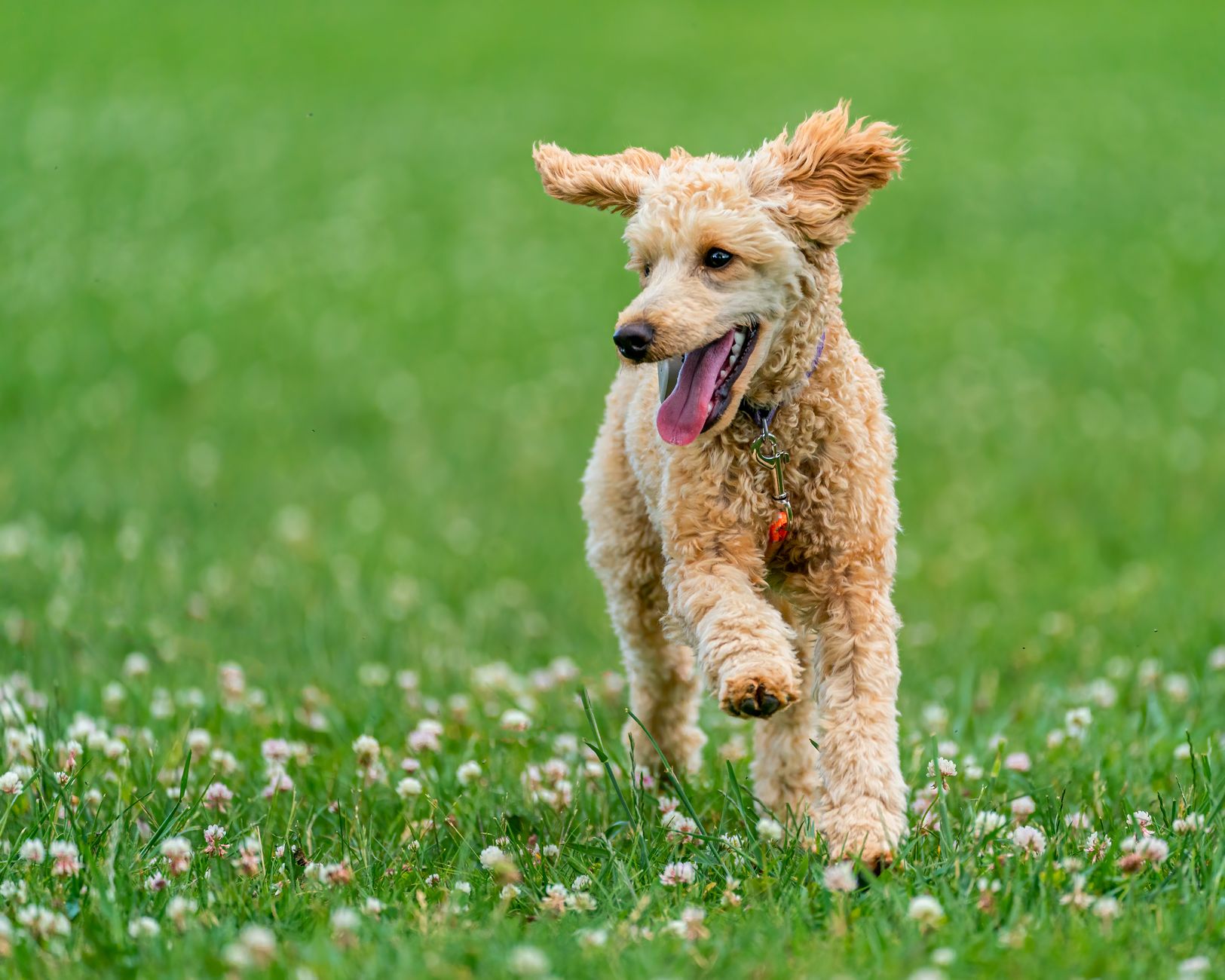 Köpekte Davranış Sorunları: Havlama, Saldırganlık ve Korku Yönetimi