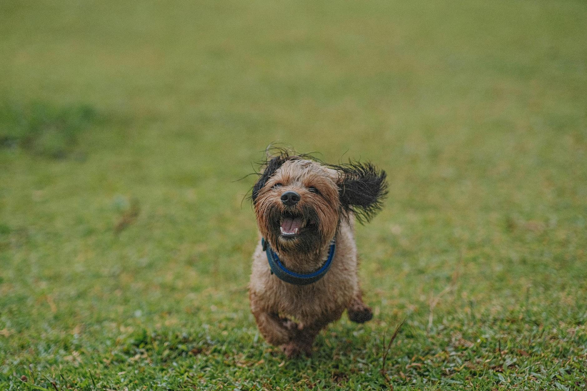 Köpekte Davranış Sorunları: Havlama, Saldırganlık ve Korku Yönetimi