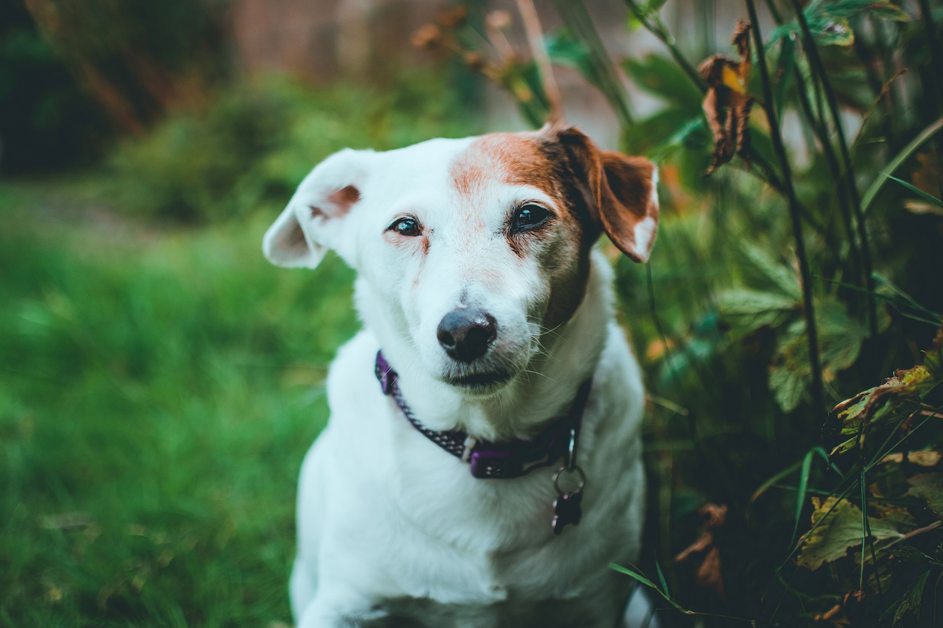 Köpekte Dilate Kardiyomiyopati (DCM): Kalp Riski