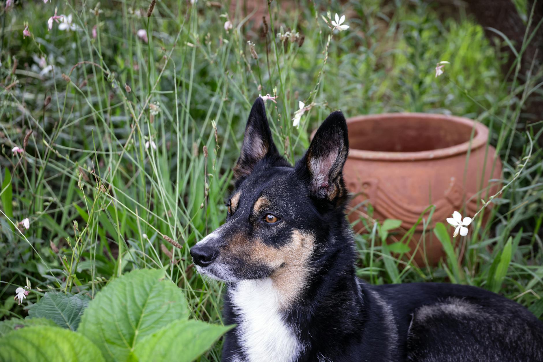 Köpekte Dilate Kardiyomiyopati (DCM): Kalp Riski