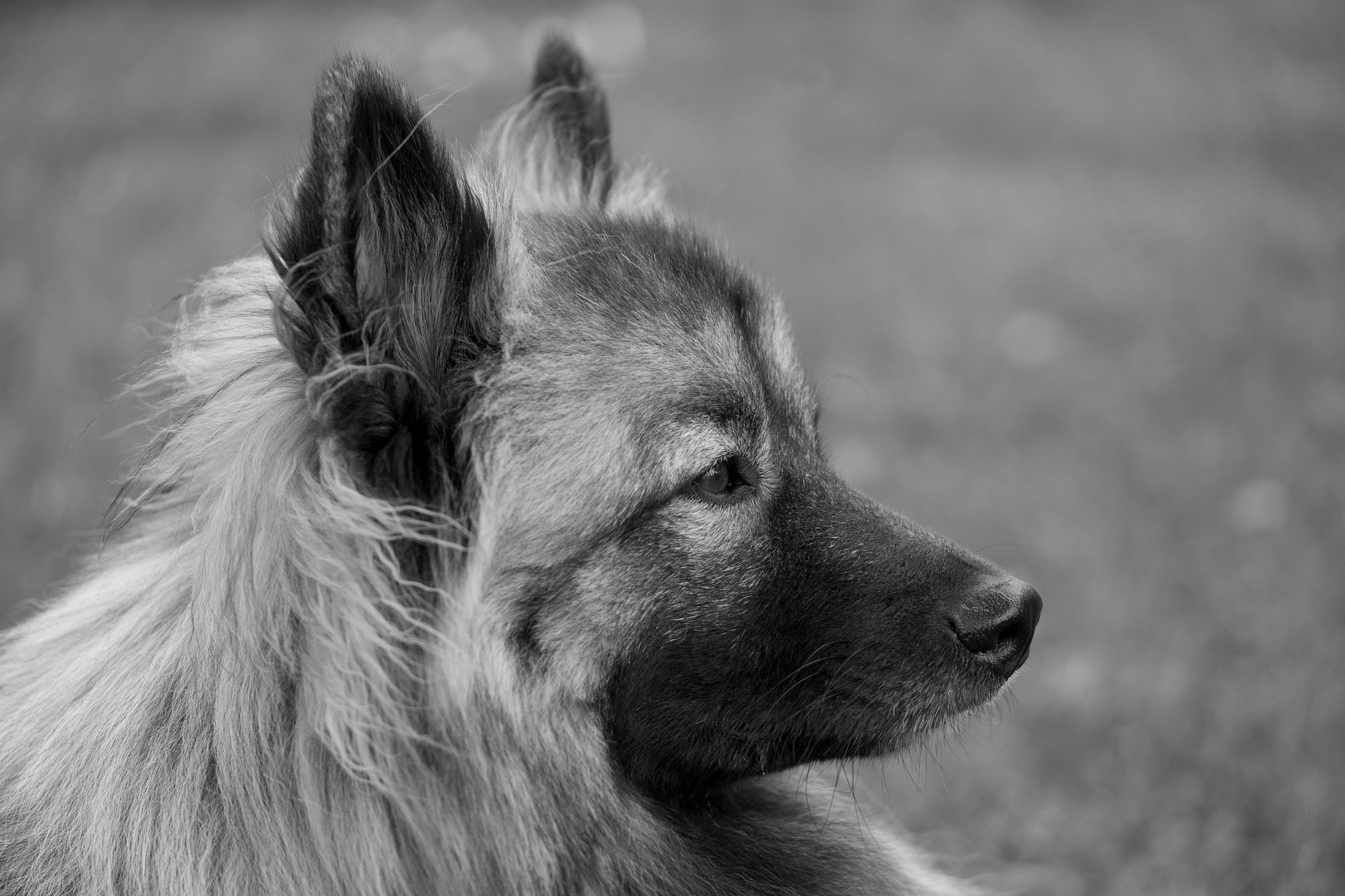 Köpekte Dilate Kardiyomiyopati (DCM): Kalp Riski