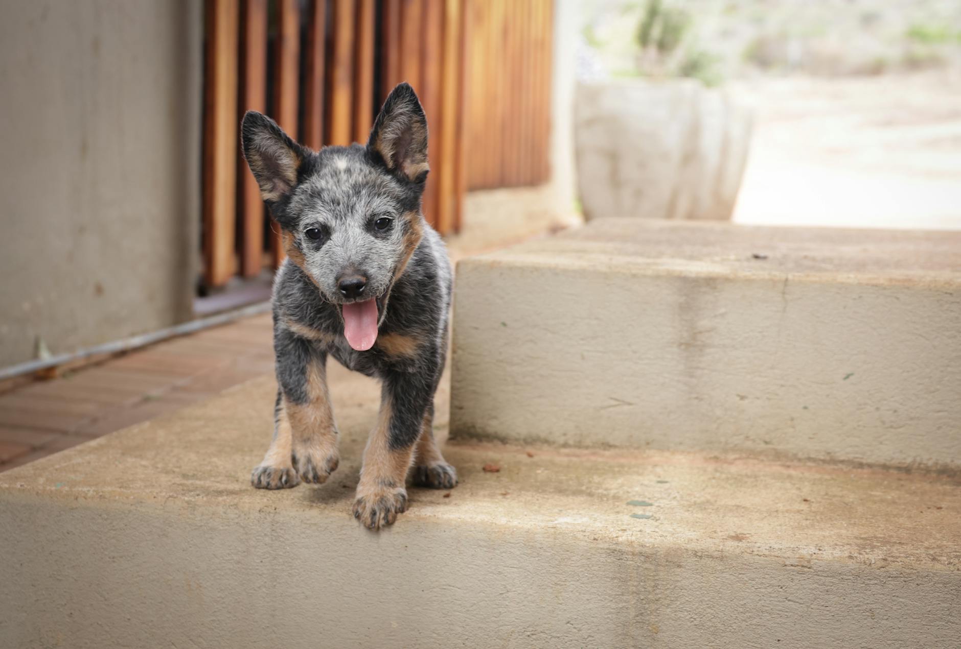 Köpekte Dirsek Displazisi: Ön Bacak Topallığı