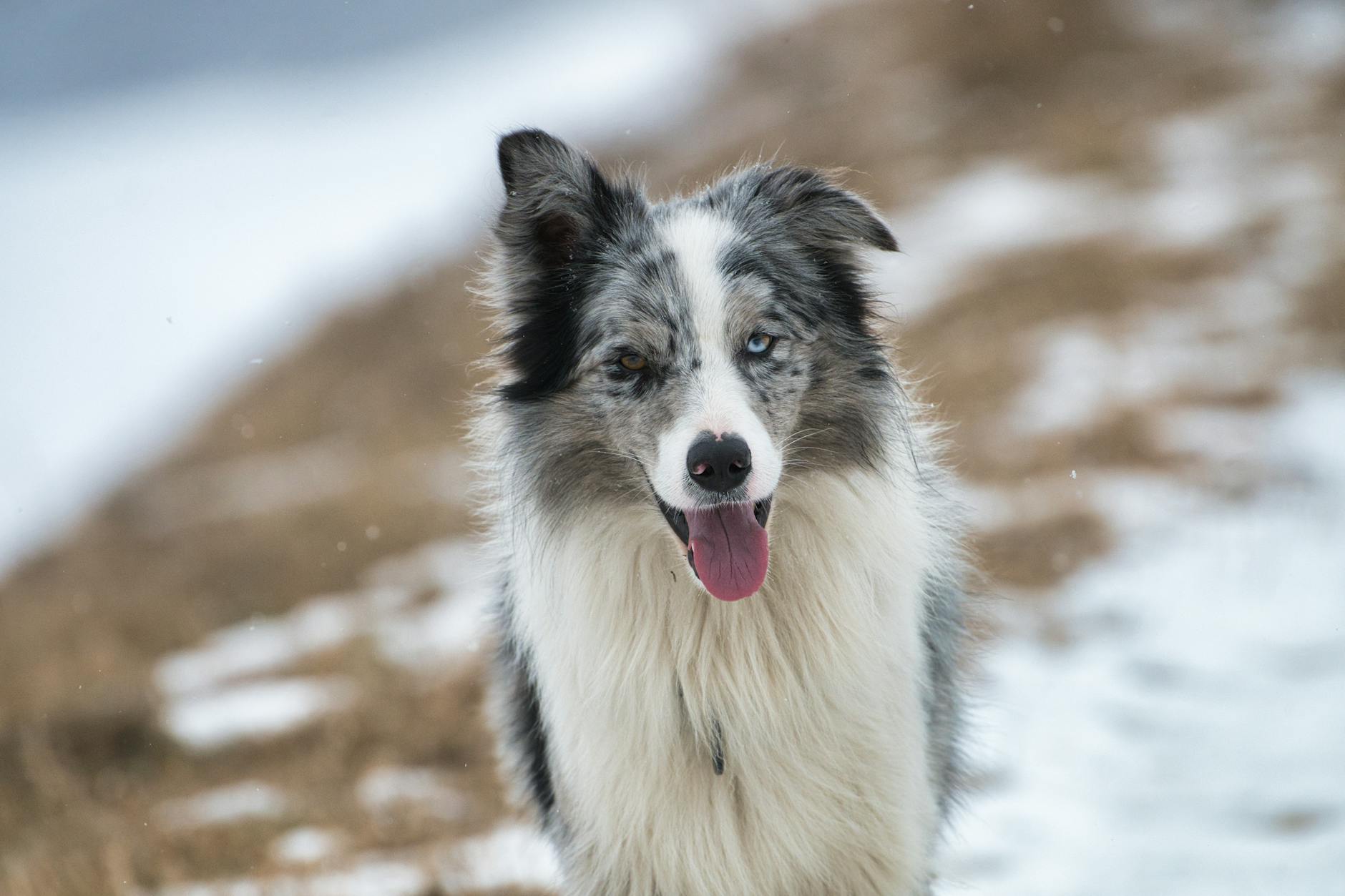 Köpekte Dirsek Displazisi: Ön Bacak Topallığı