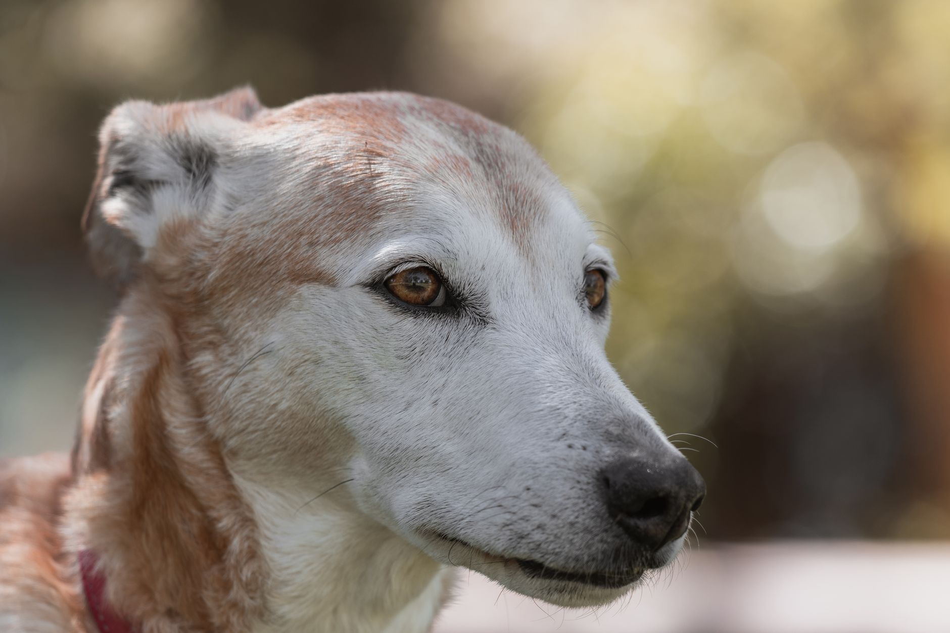 Köpekte Dirsek Displazisi: Ön Bacak Topallığı