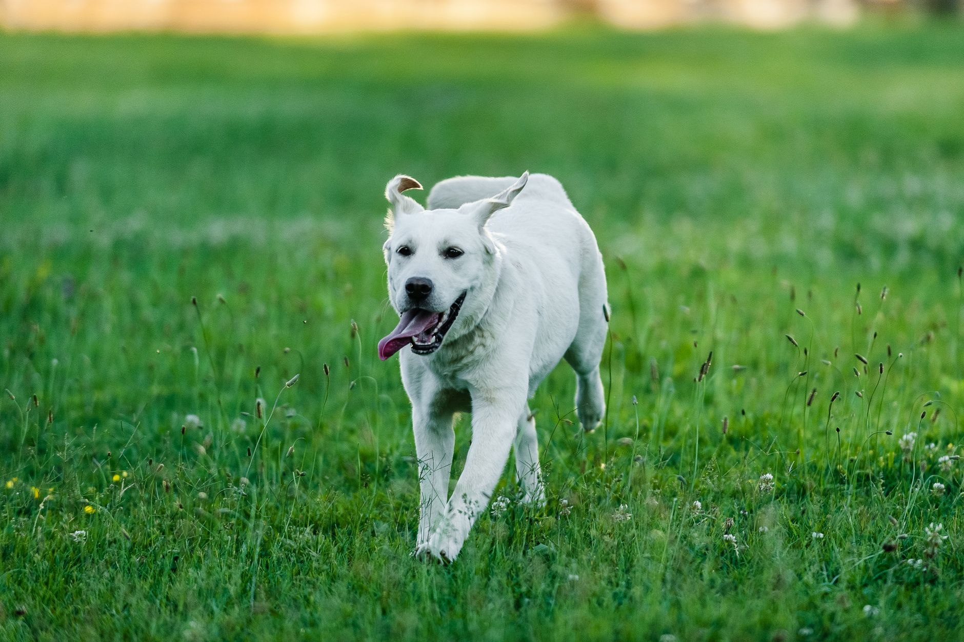 Köpek Diş ve Tüy Bakımı: Fırçalama, Tıraş, Banyo ve Periyodik Kontrol