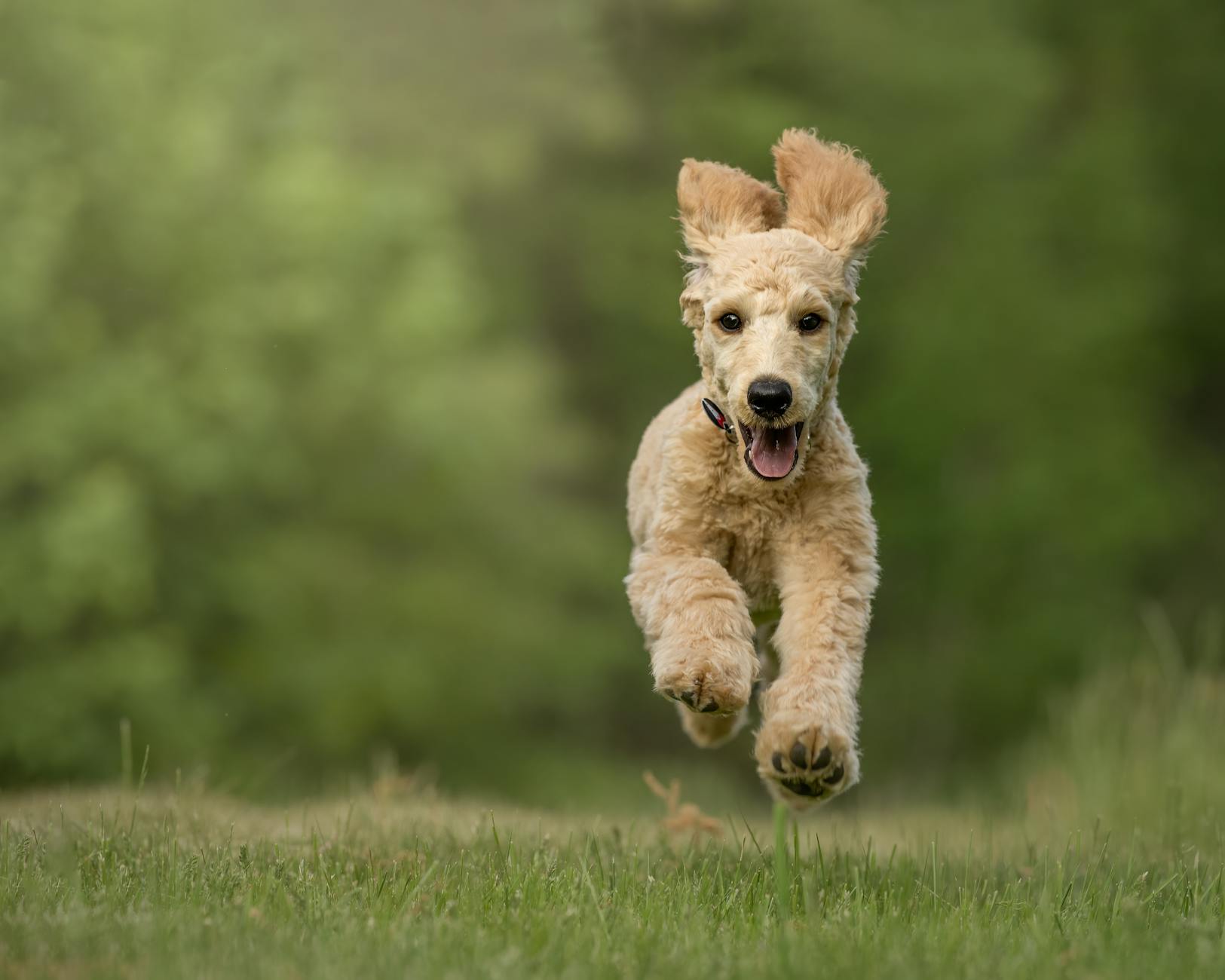 Köpek Diş ve Tüy Bakımı: Fırçalama, Tıraş, Banyo ve Periyodik Kontrol