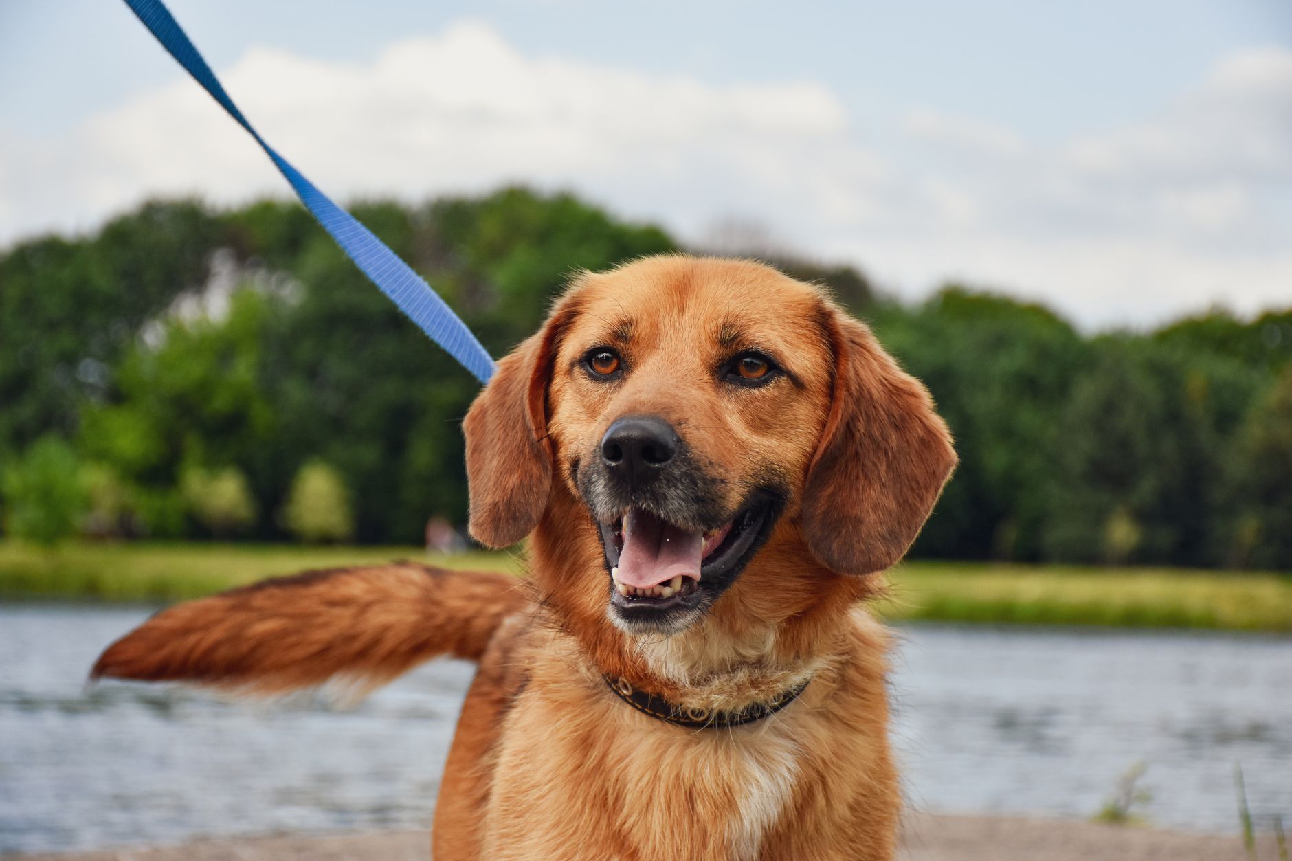 Köpekte Diyabet: Belirti, İnsülin ve Diyet
