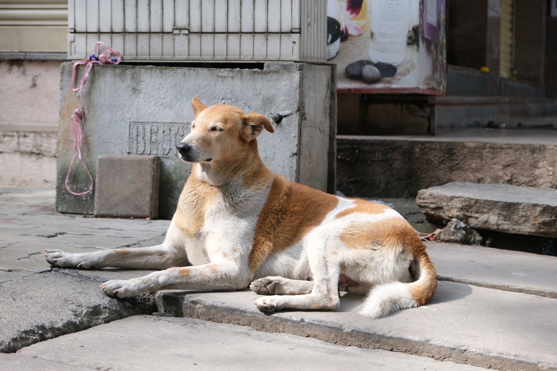 Köpekte Diyabet: Belirti, İnsülin ve Diyet