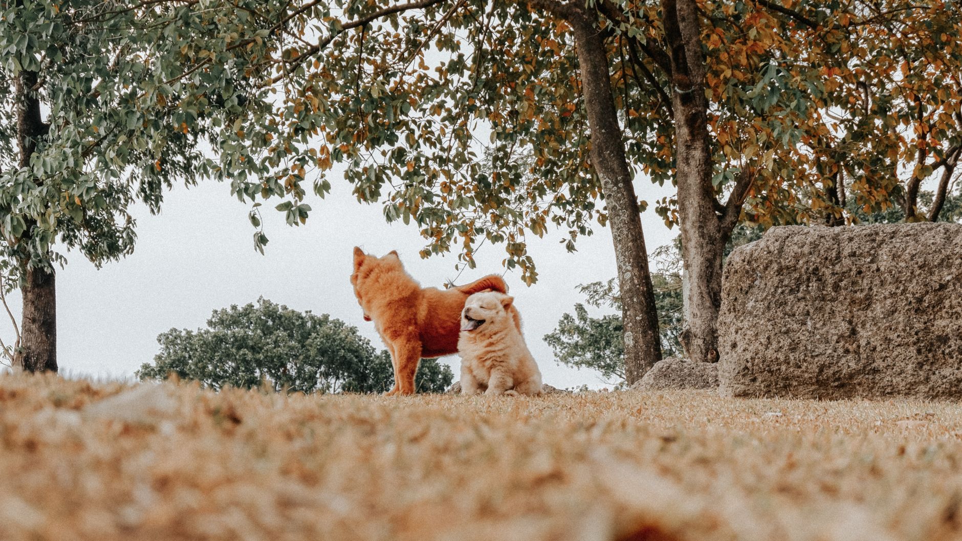 Köpekte Diyabet: Belirti, İnsülin ve Diyet
