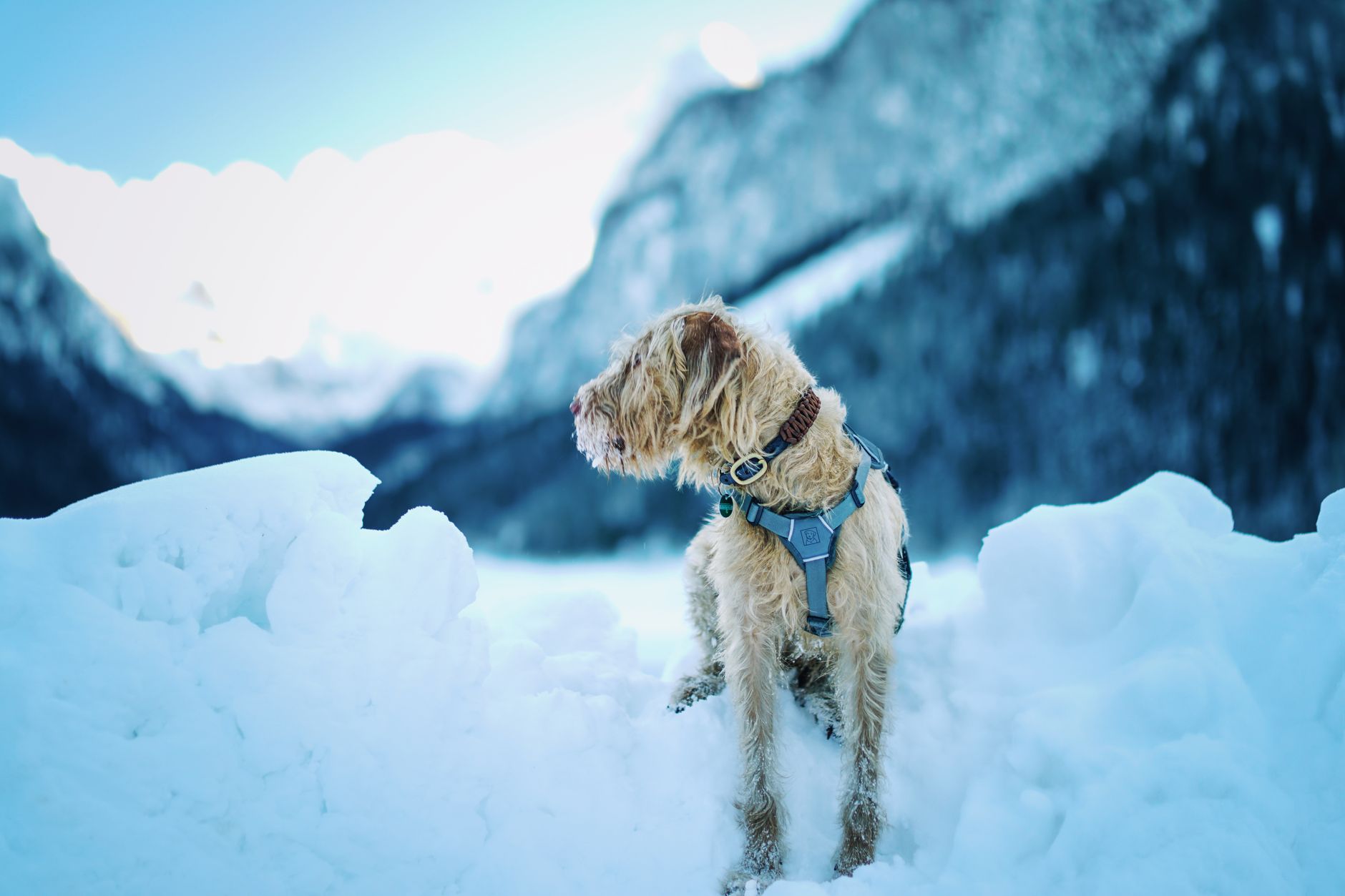 Köpekte Egzersiz ve Aktivite: Kilo Kontrolü ve Form
