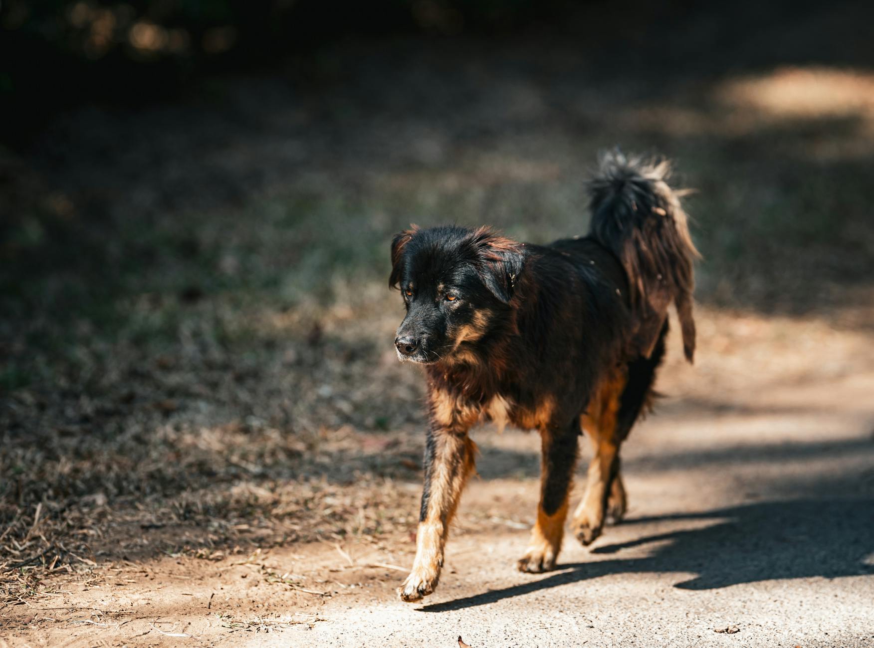 Köpekte Egzersiz ve Aktivite: Kilo Kontrolü ve Form