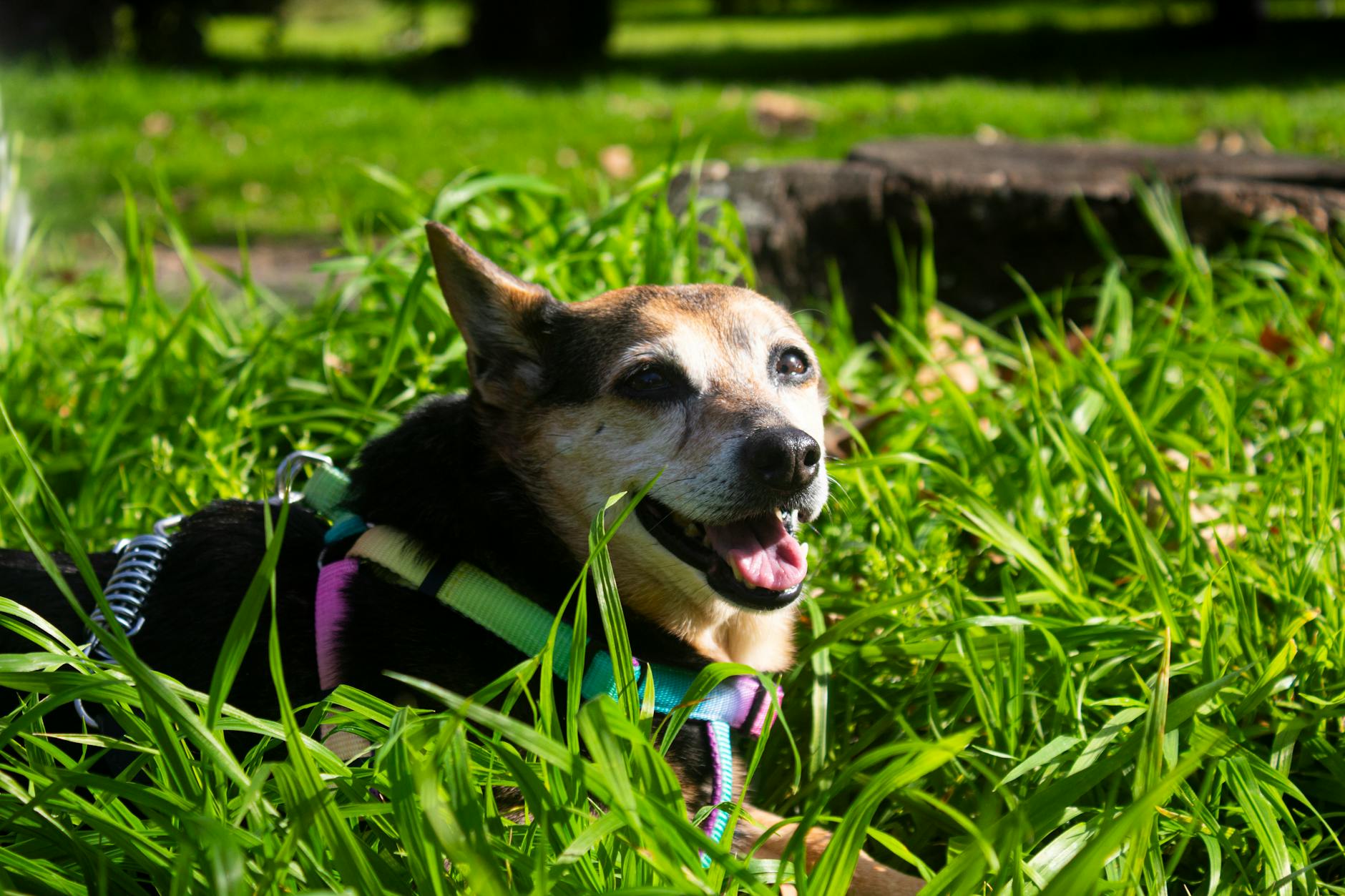 Köpekte Egzersiz ve Aktivite: Kilo Kontrolü ve Form