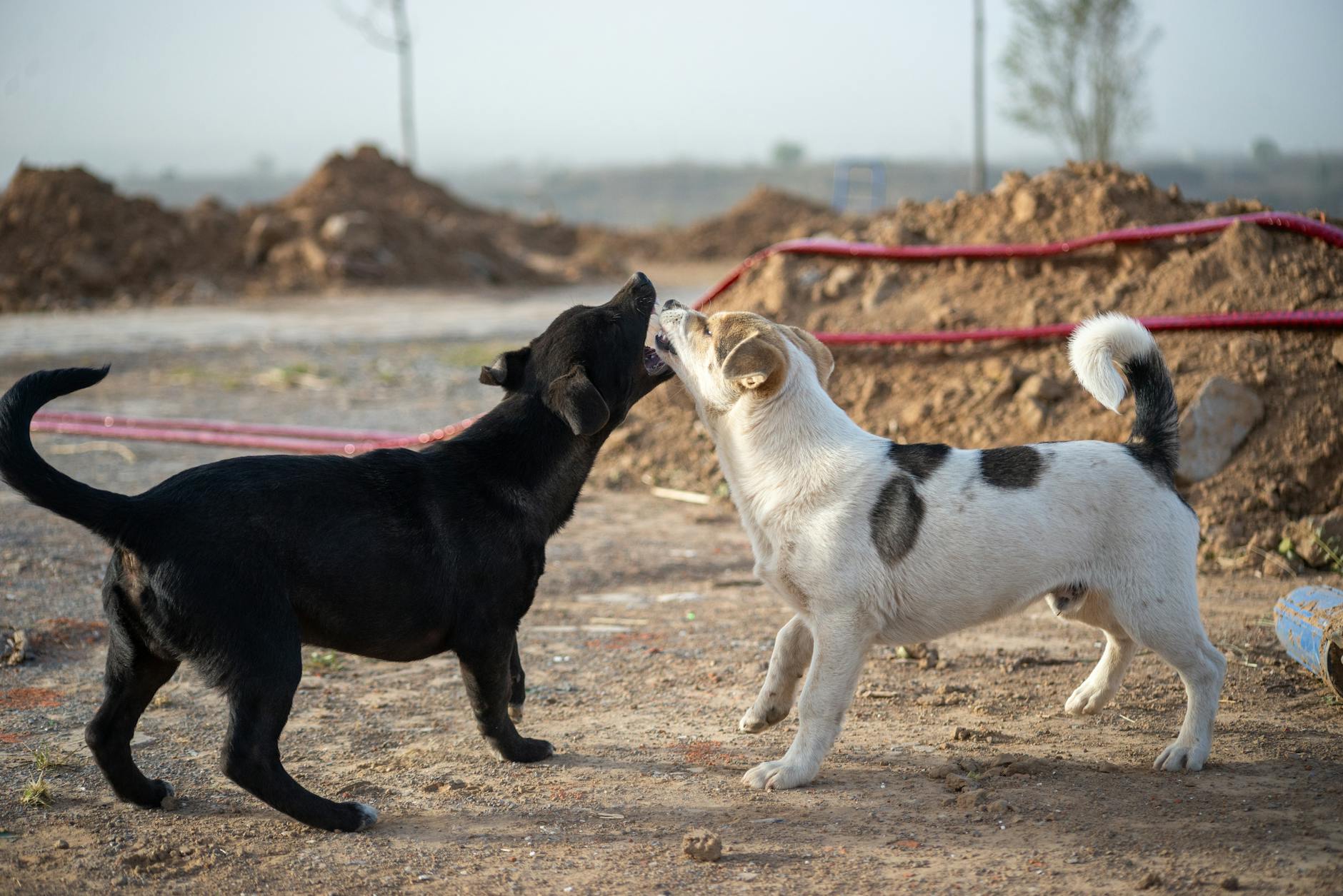 Köpekte Ehrlichia ve Anaplazma: Kene Enfeksiyonu Belirtileri