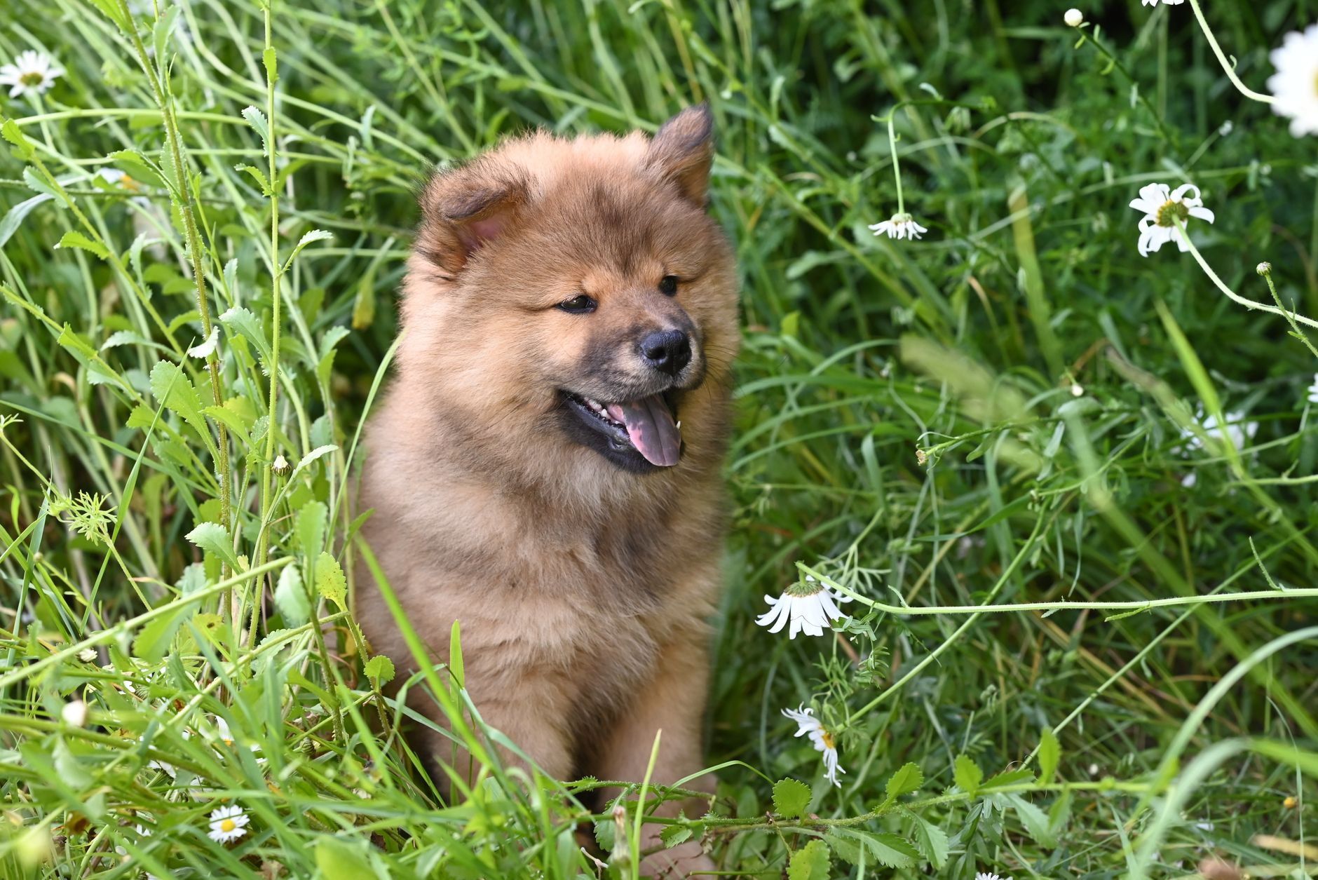 Köpekte Ehrlichia ve Anaplazma: Kene Enfeksiyonu Belirtileri