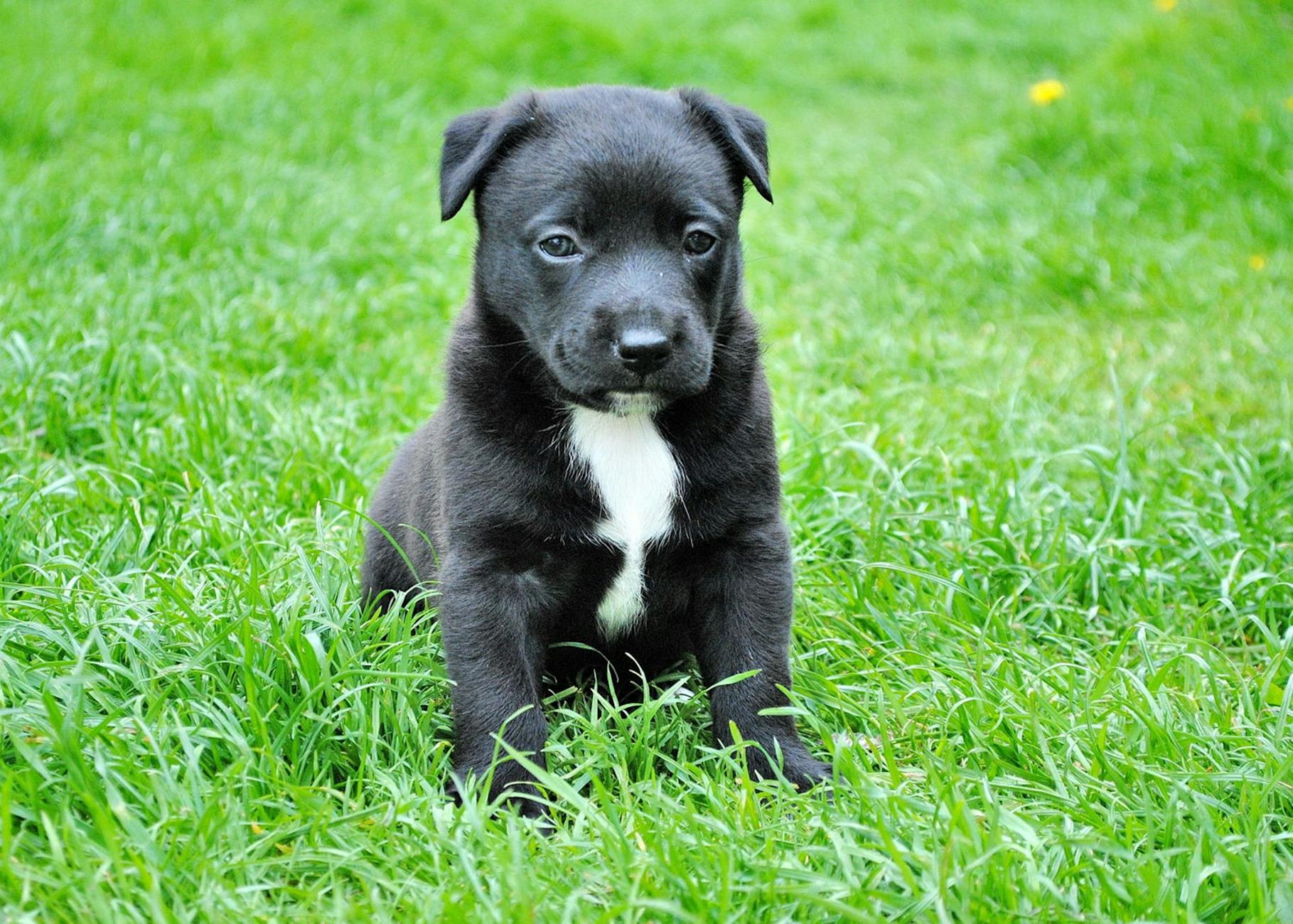 Köpekte Ehrlichia ve Anaplazma: Kene Enfeksiyonu Belirtileri