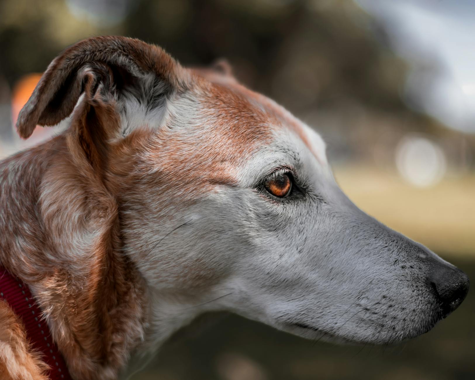 Köpekte Epilepsi ve Nöbet: Belirti ve Yönetim