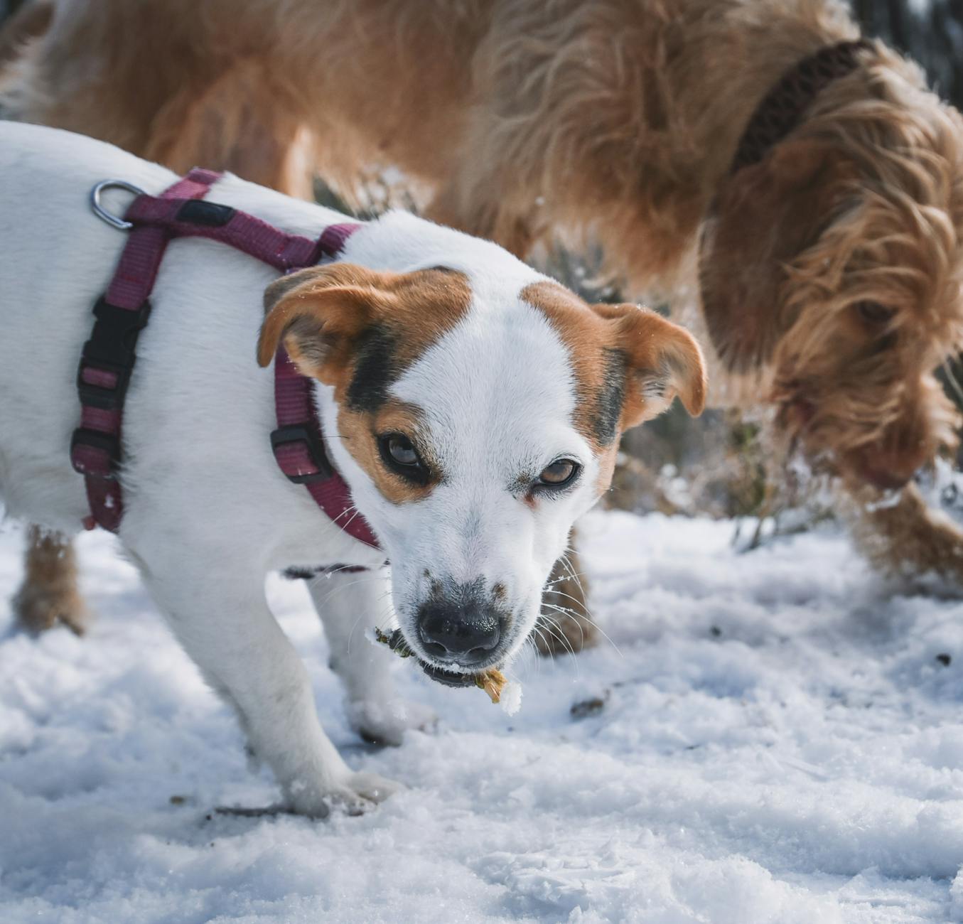 Köpekte Epilepsi ve Nöbet: Belirti ve Yönetim