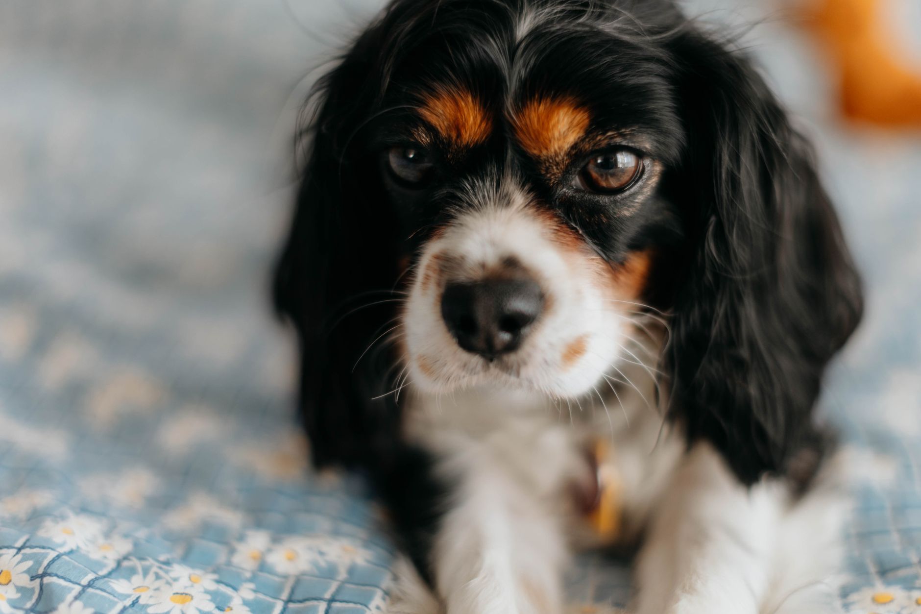 Köpekte Epilepsi ve Nöbet: Belirti ve Yönetim