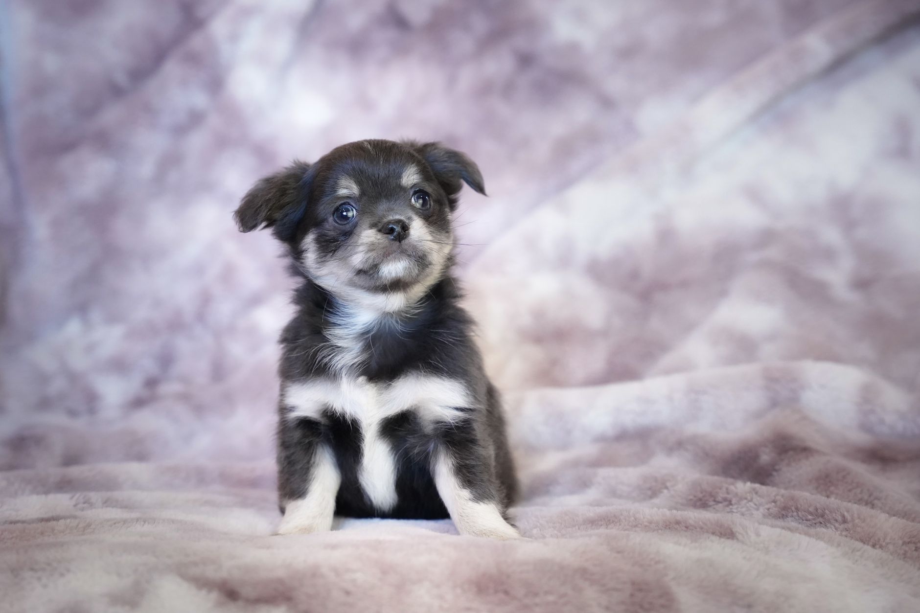Köpekte Ev Yapımı Mama: Besin Dengesi Nasıl Kurulur