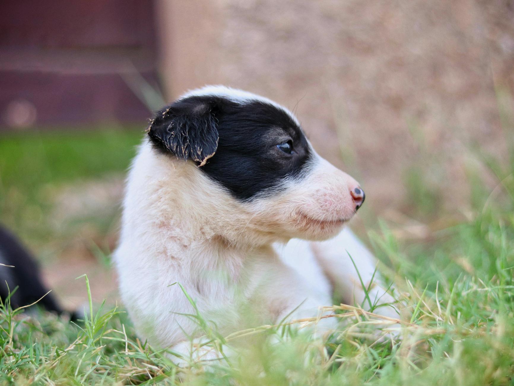 Köpekte Ev Yapımı Mama: Besin Dengesi Nasıl Kurulur