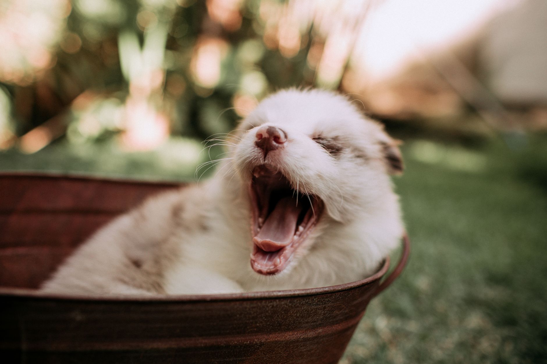 Köpekte Ev Yapımı Mama: Besin Dengesi Nasıl Kurulur