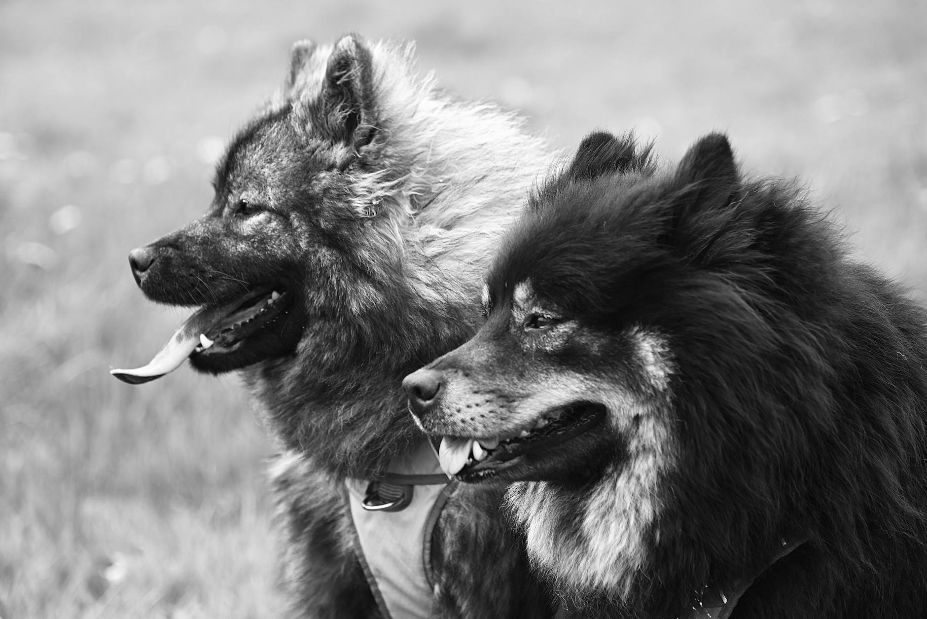 Köpek Gençlik Hastalığı (Distemper): Belirti ve Önleme
