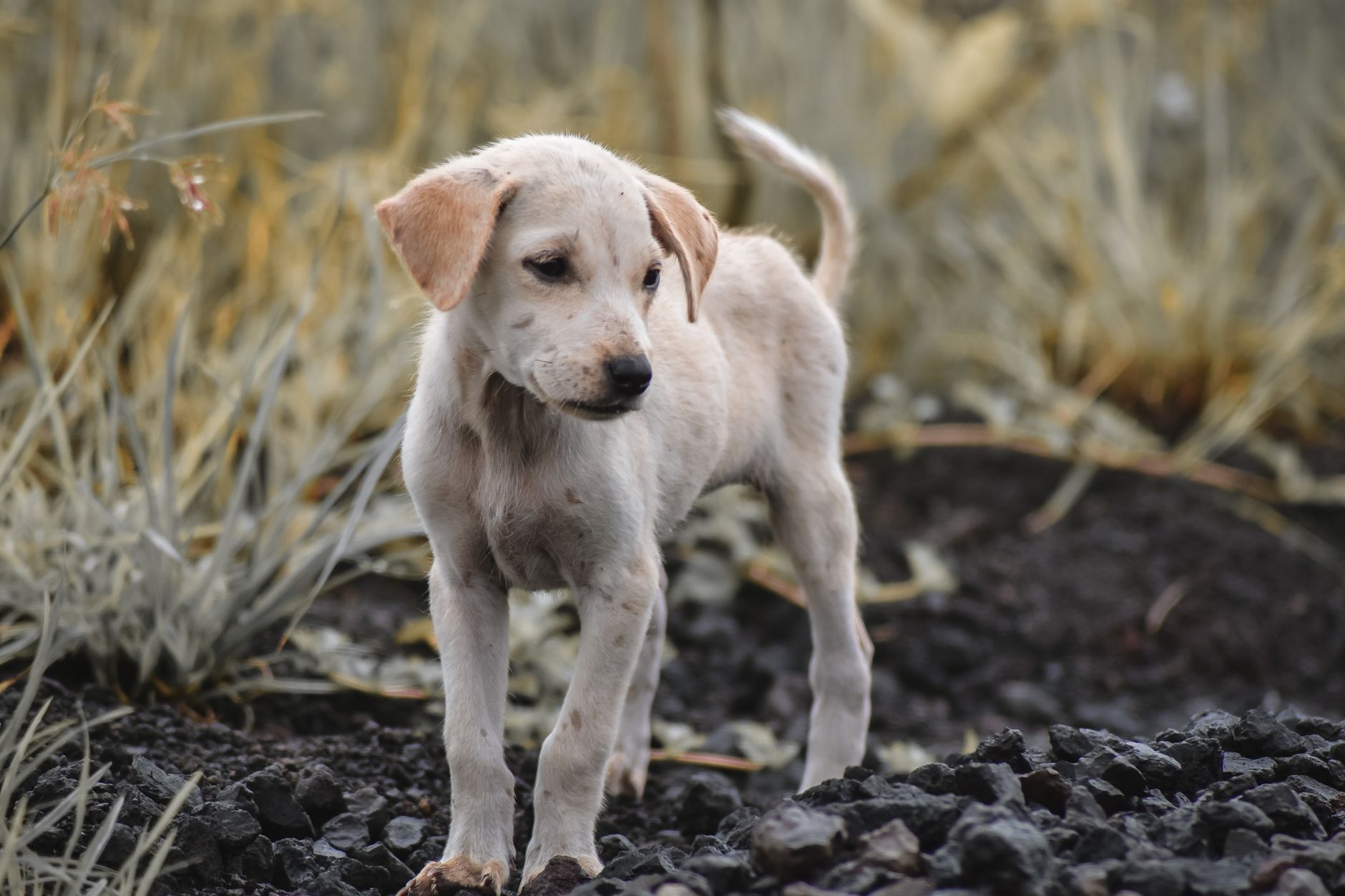 Köpek Gençlik Hastalığı (Distemper): Belirti ve Önleme