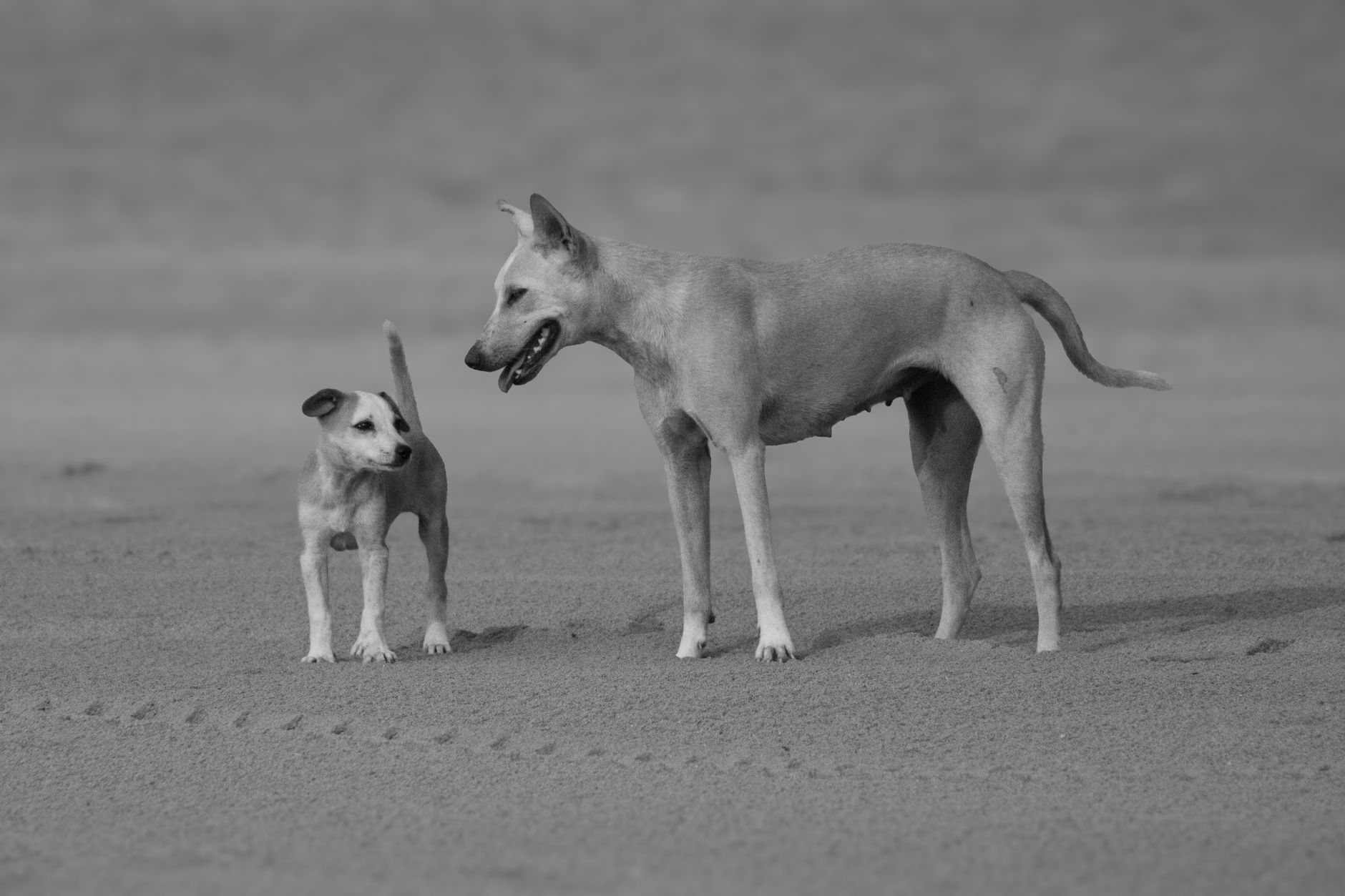 Köpek Gençlik Hastalığı (Distemper): Belirti ve Önleme