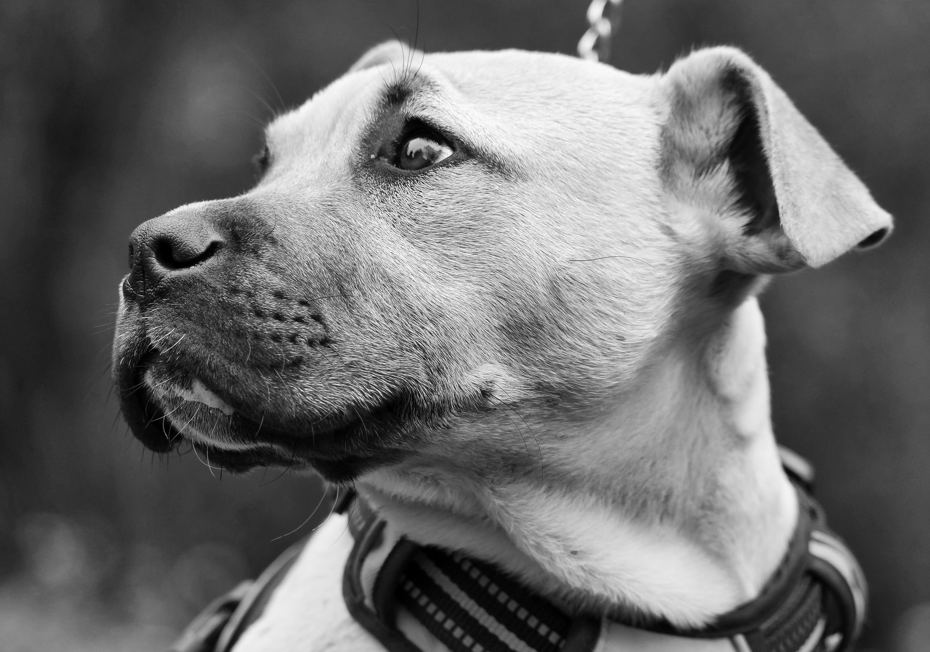 Köpekte Genetik Test (DNA): Ne İşe Yarar
