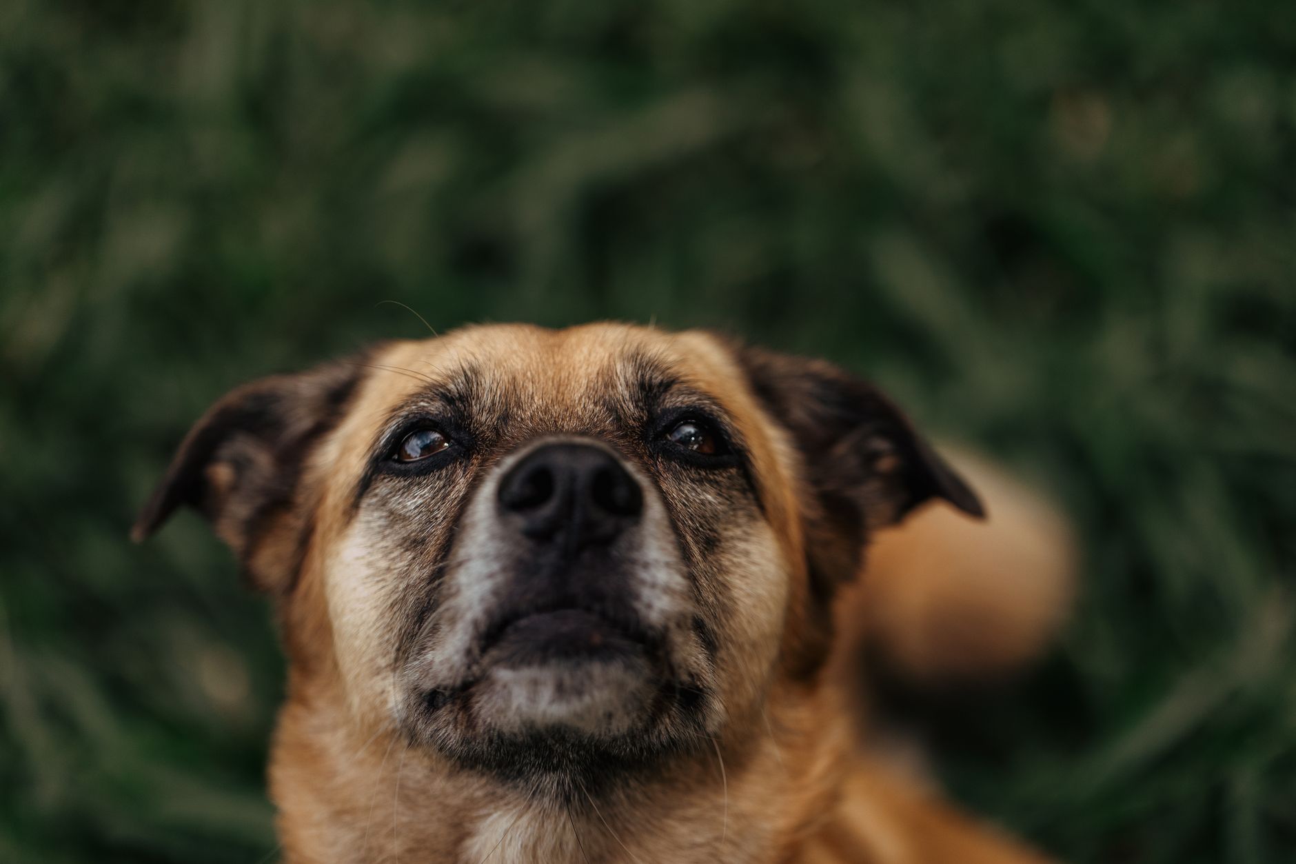 Köpekte Genetik Test (DNA): Ne İşe Yarar