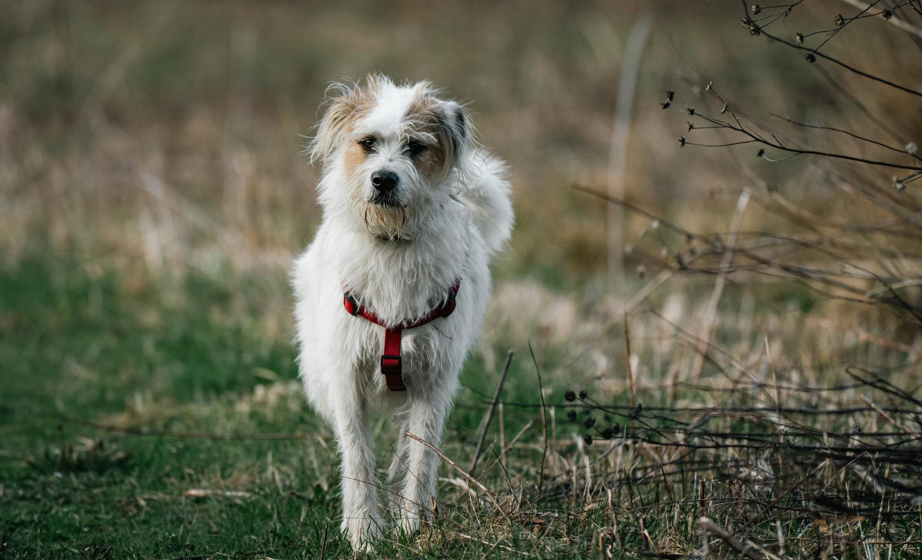 Köpekte Genetik Test (DNA): Ne İşe Yarar