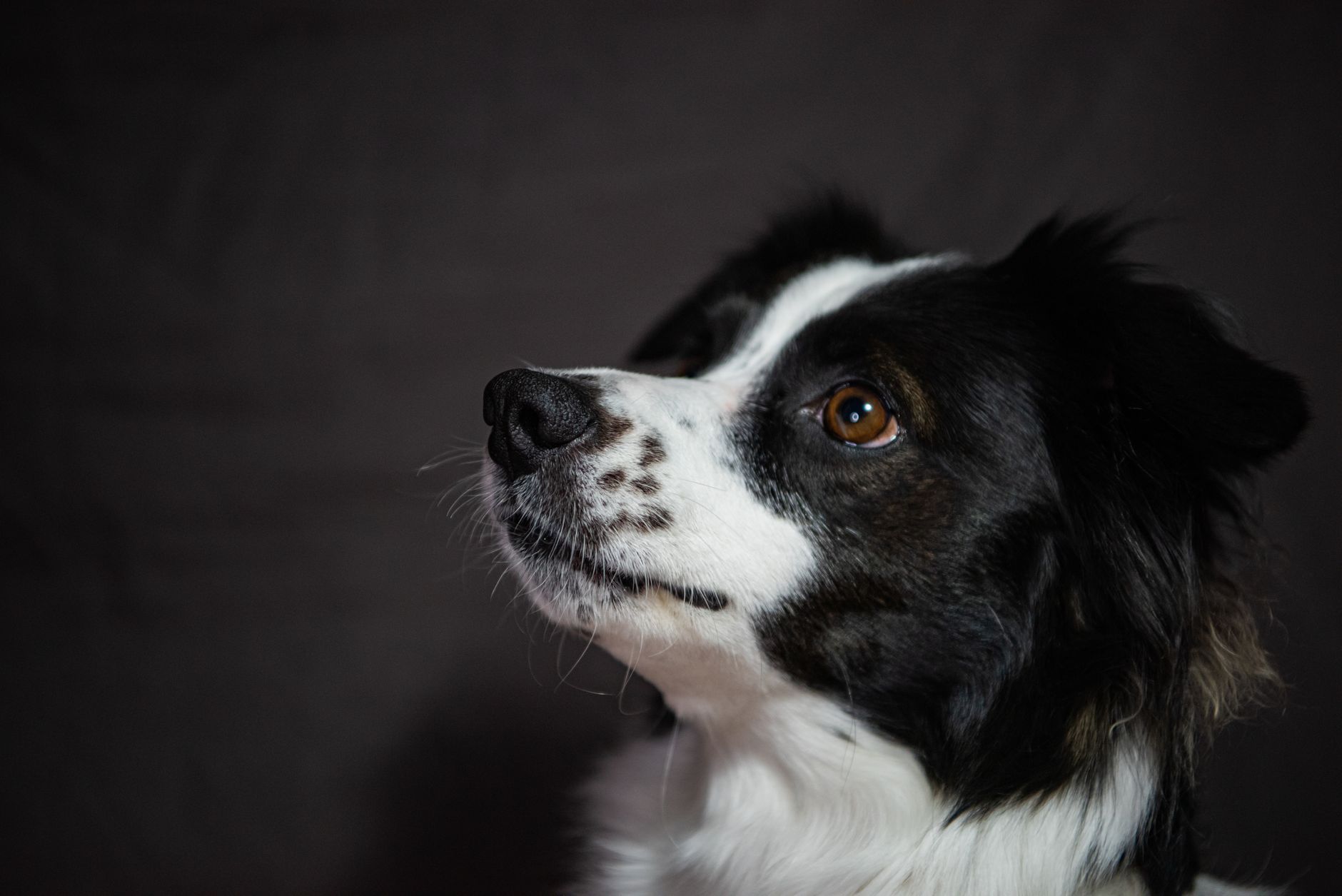 Köpekte Kalıtsal Göz Hastalıkları (PRA): Görme Kaybı