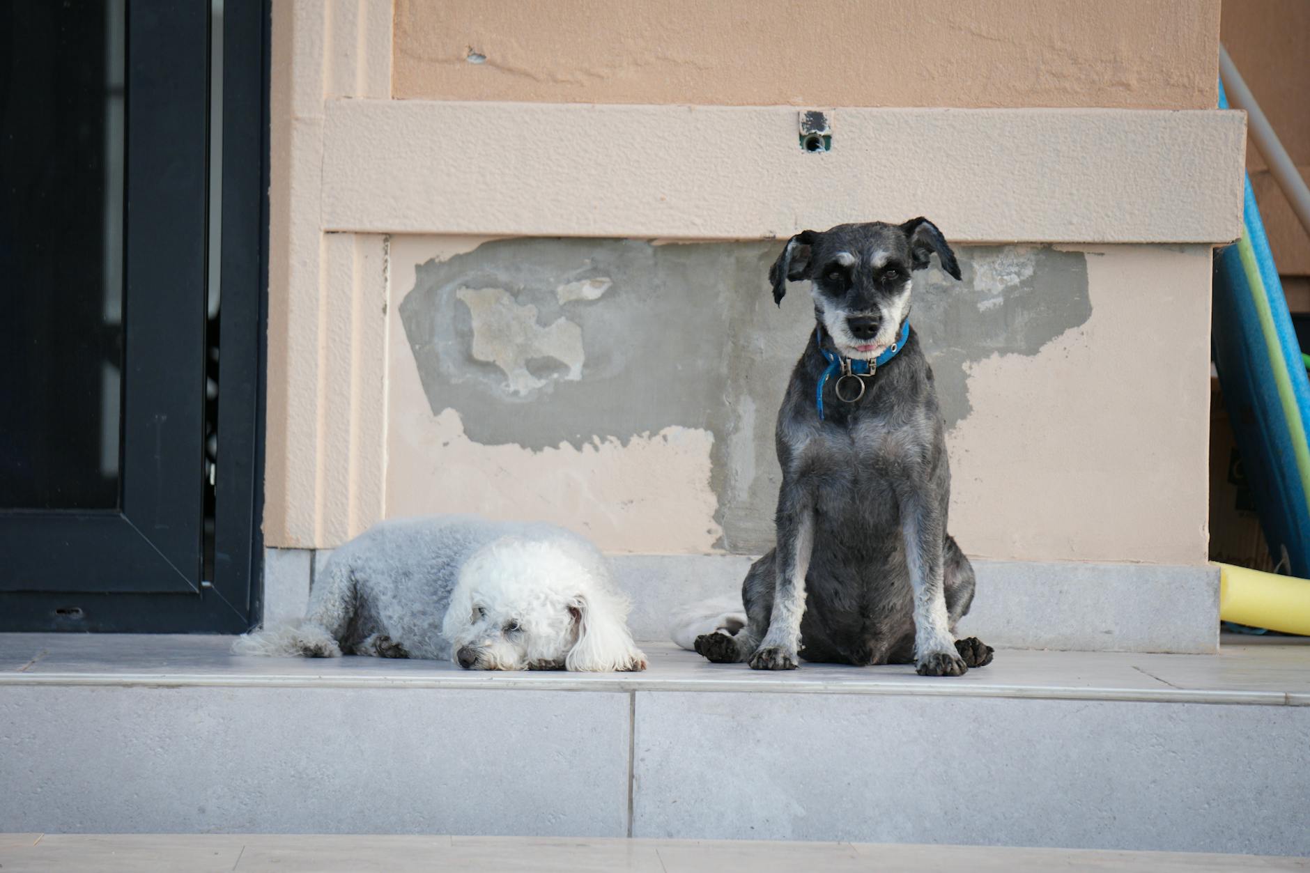 Köpekte Kalıtsal Göz Hastalıkları (PRA): Görme Kaybı