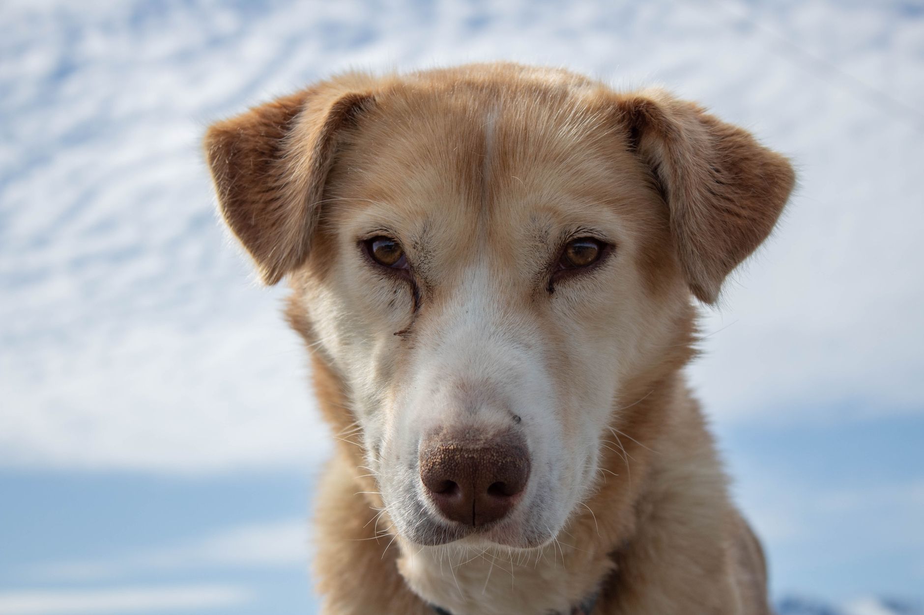 Köpekte Kalıtsal Göz Hastalıkları (PRA): Görme Kaybı