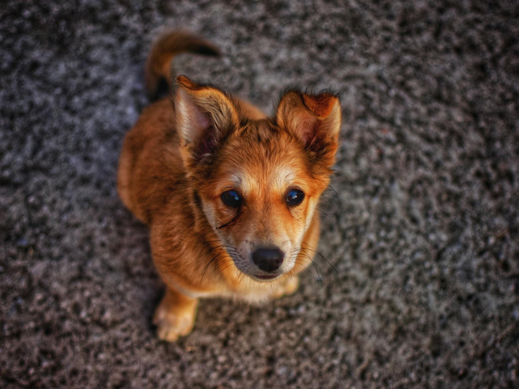 Köpek Gribi (H3N2): Belirtiler, Aşı ve Korunma