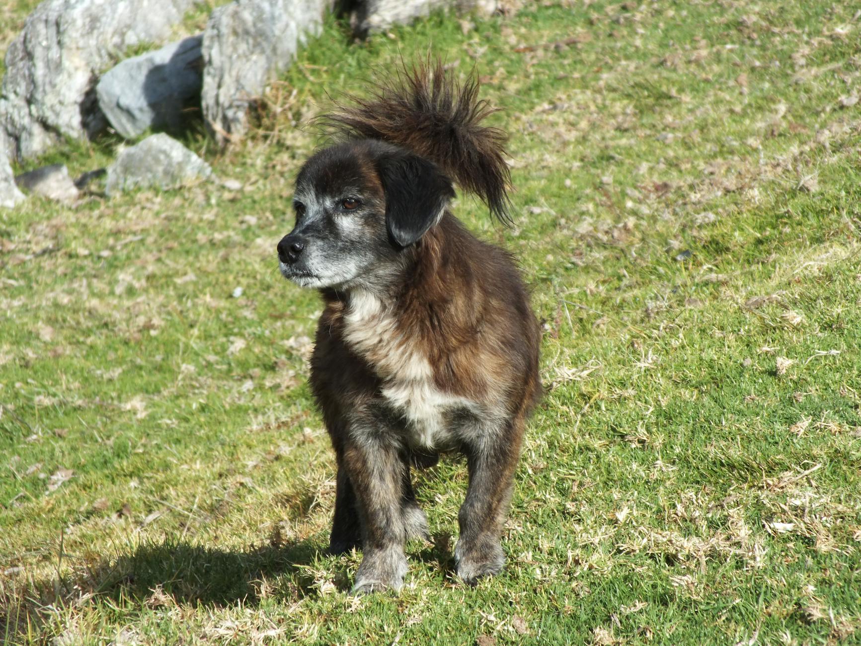 Köpek Gribi (H3N2): Belirtiler, Aşı ve Korunma