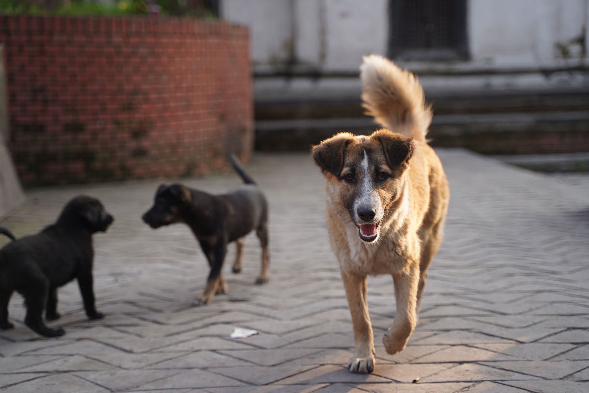 Köpek Gribi (H3N2): Belirtiler, Aşı ve Korunma